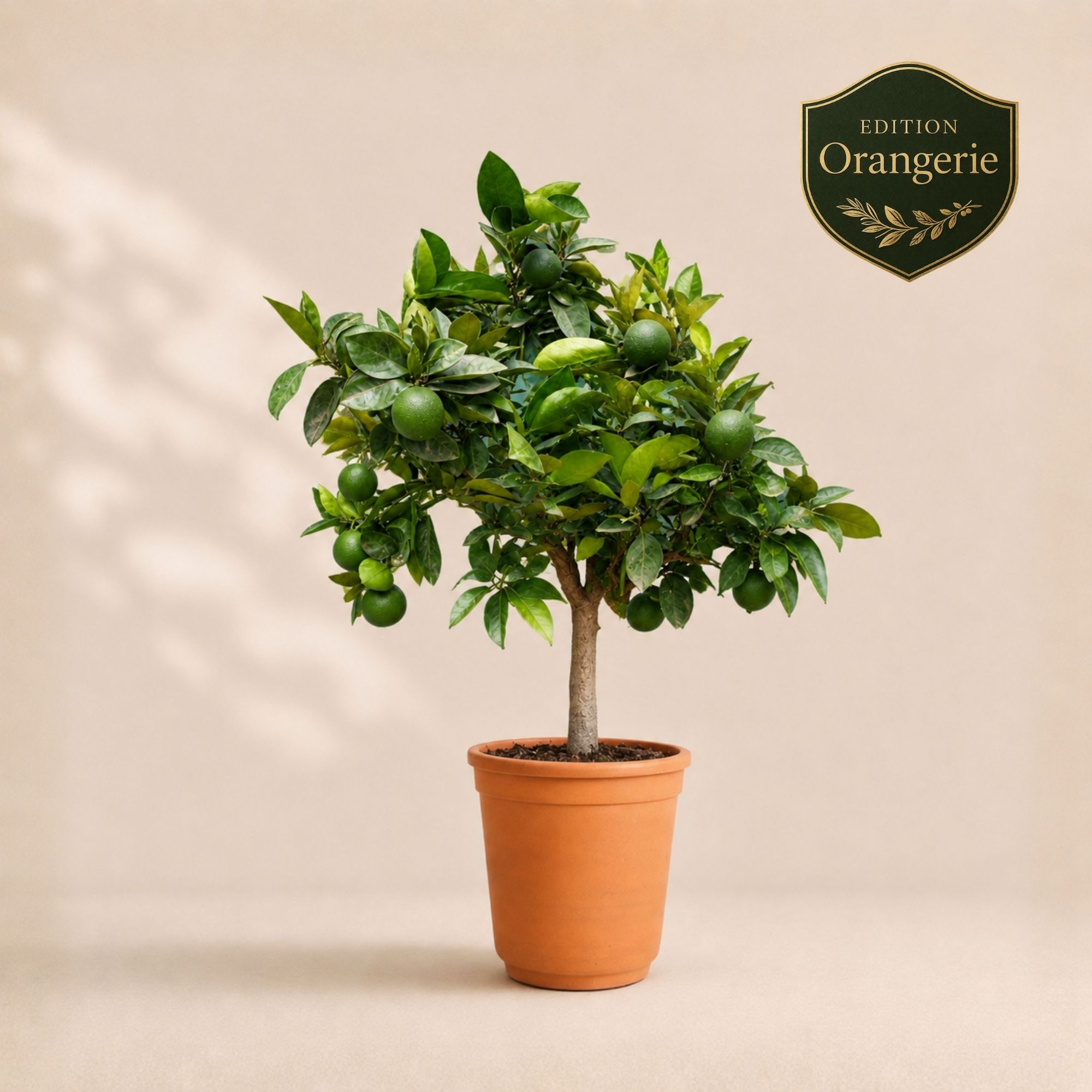 Orangenbaum "Edition Orangerie" [Grande] - Citrus Sinensis - Apfelsine