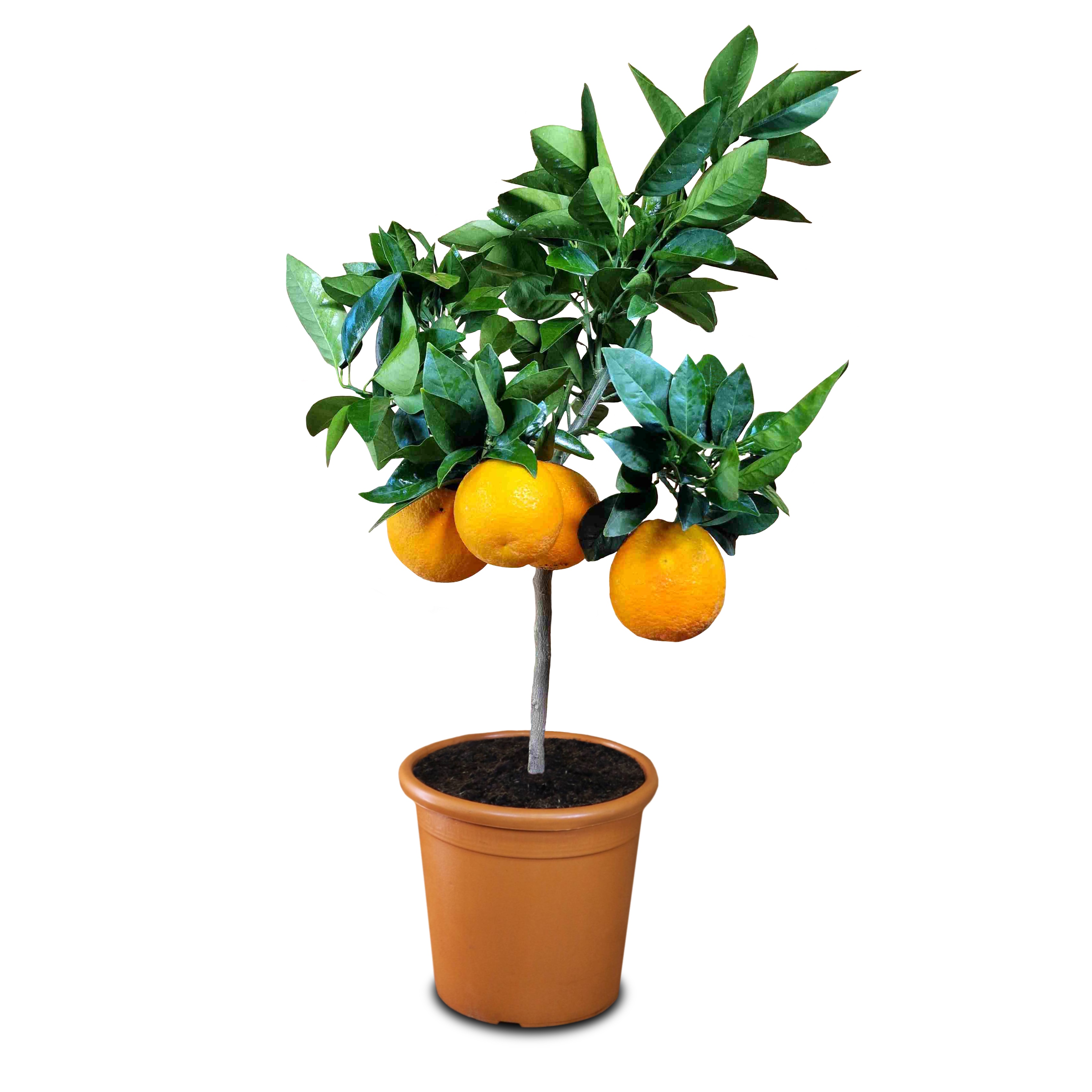 Blutorangenbaum Moro [Mezzo] - Citrus Sinensis 'Moro'