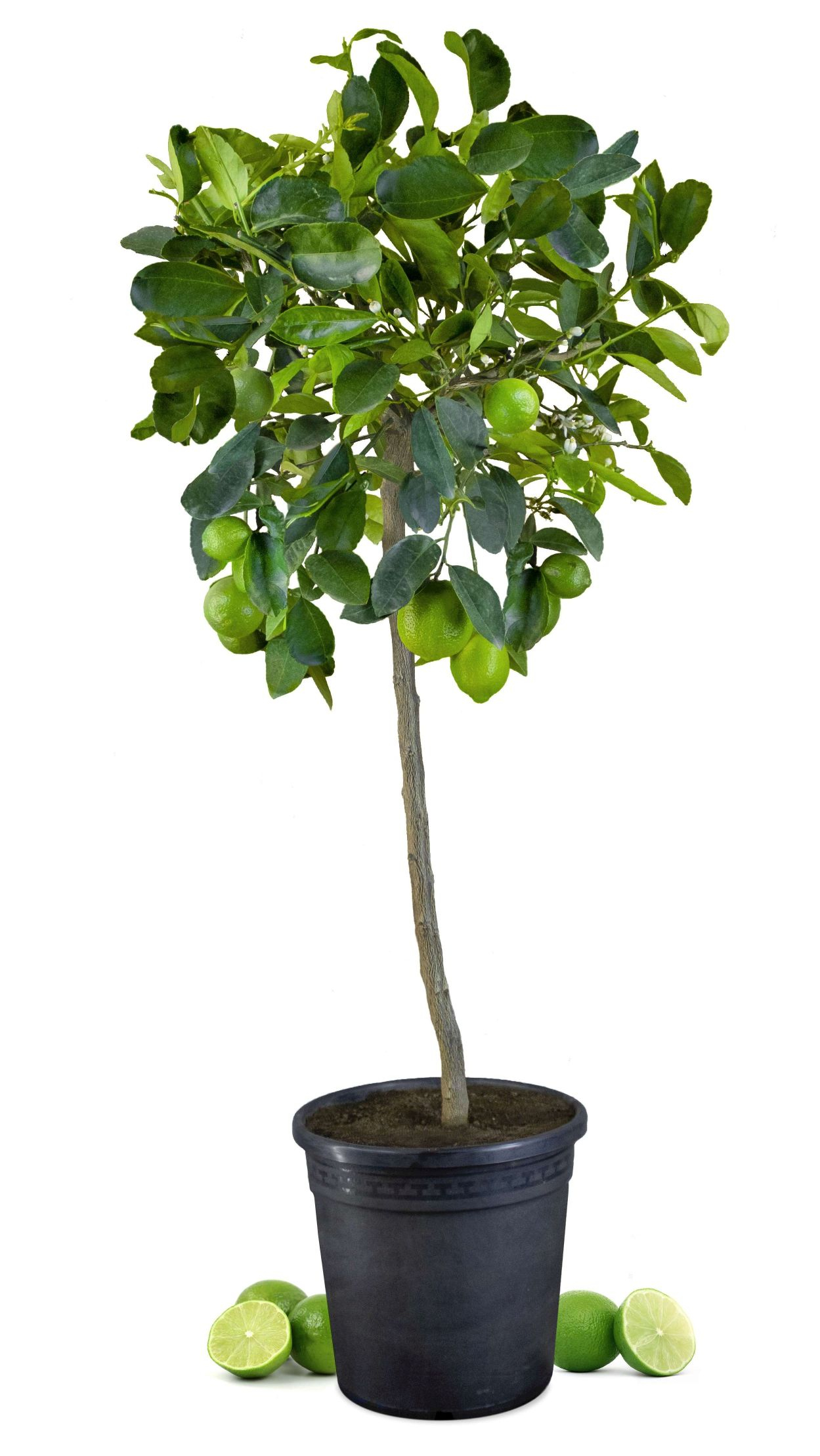 Tahiti Limette [Grande] - Persische Limette - Citrus Latifolia