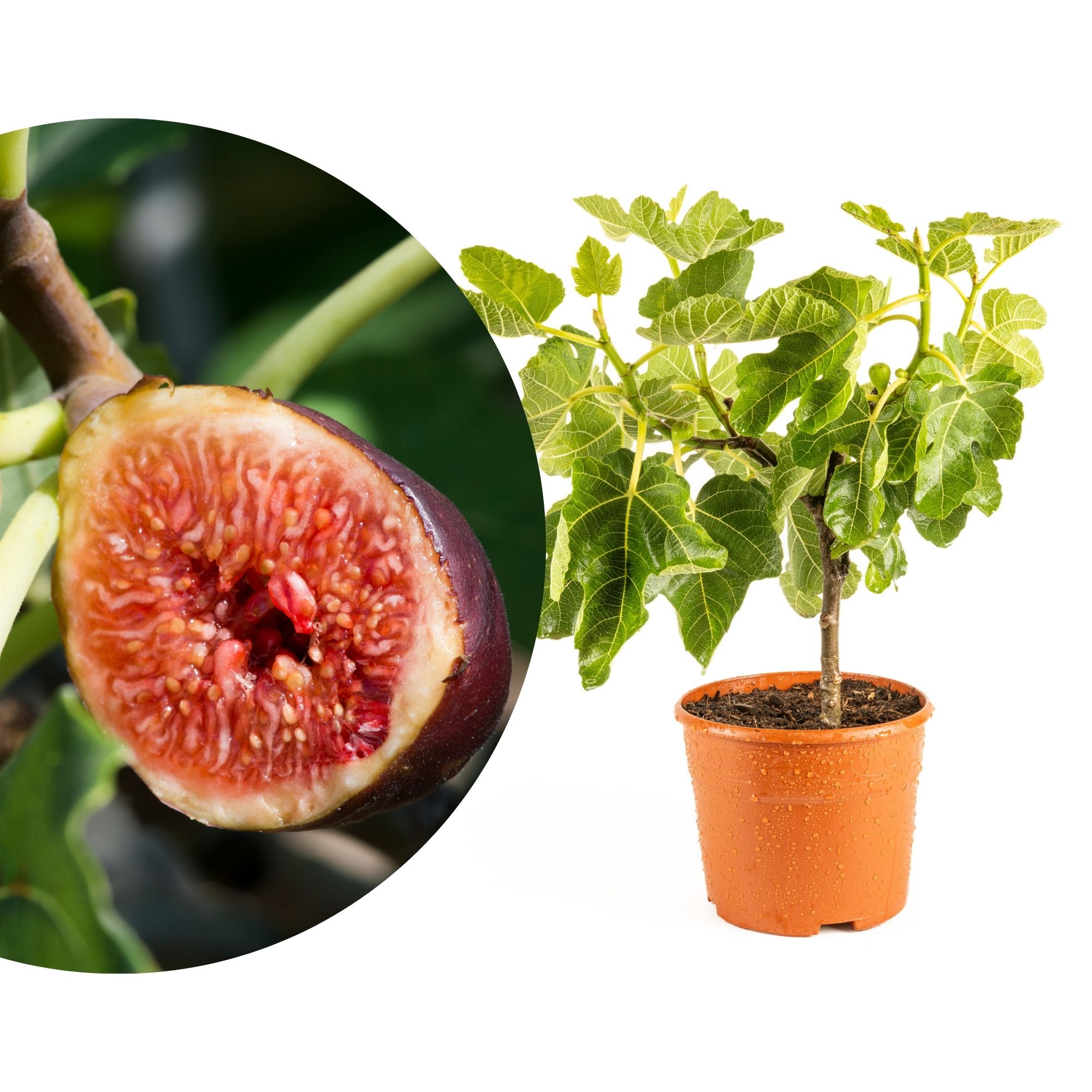 Feige Halbstamm [Piccolo]  - Ficus Carica - echter Feigenbaum Kopie