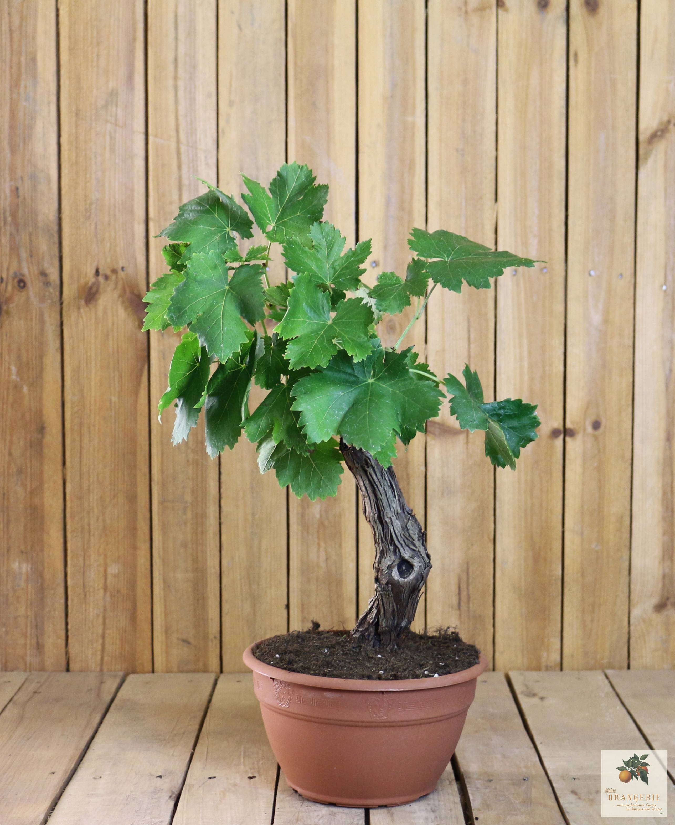 Weiße Weinrebe Bonsai "Mezzo"