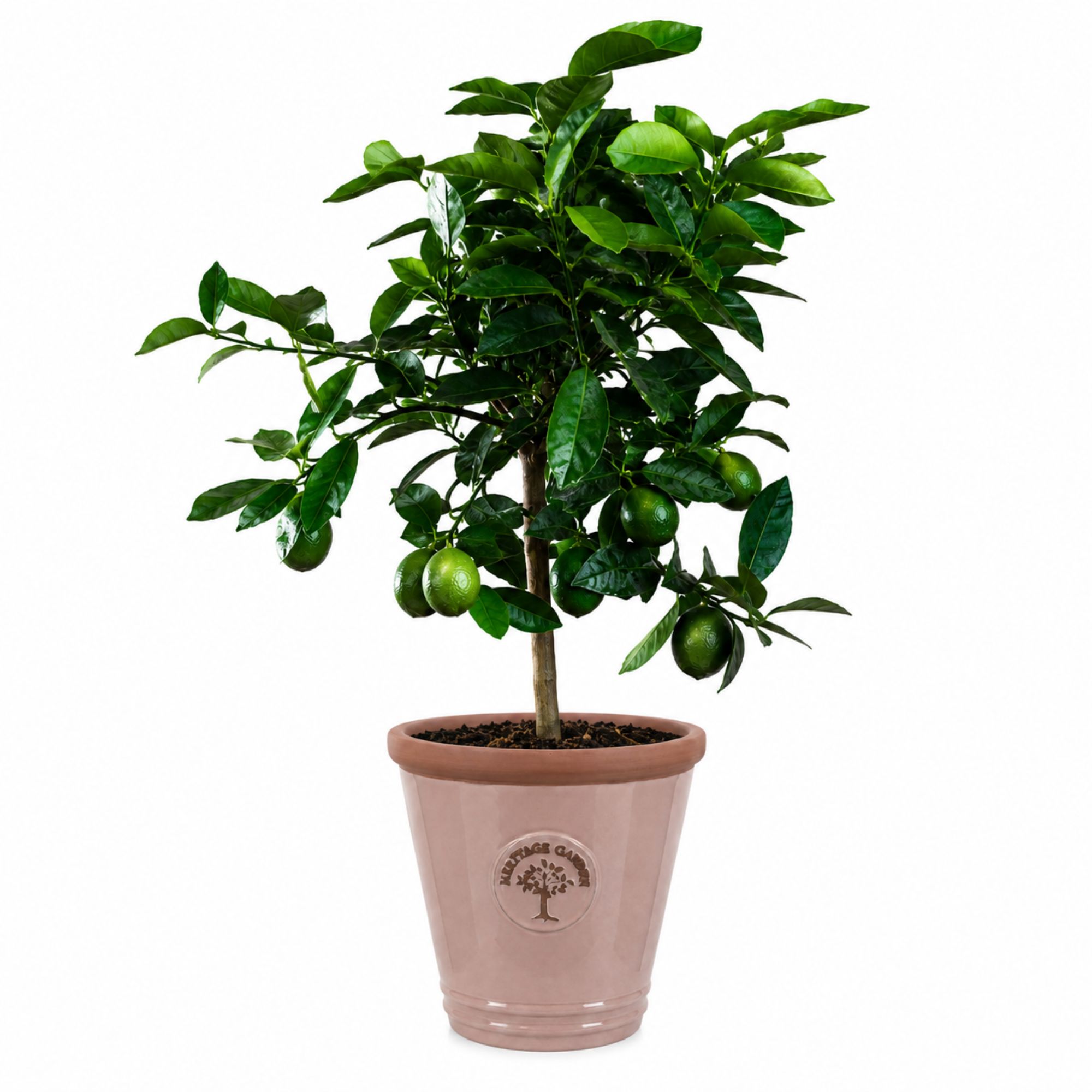 Terrakotta Pflanztopf - glasierter Blumentopf - Rose