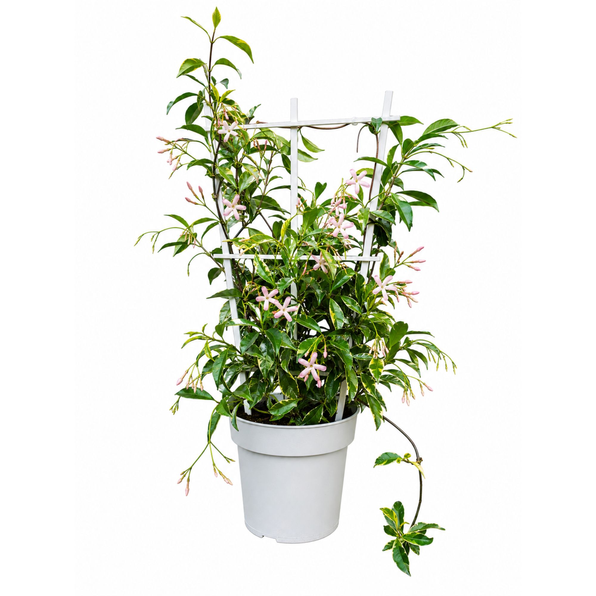 Sternjasmin ‘Star of Milano’ – buntlaubiger Rosa-Sternjasmin