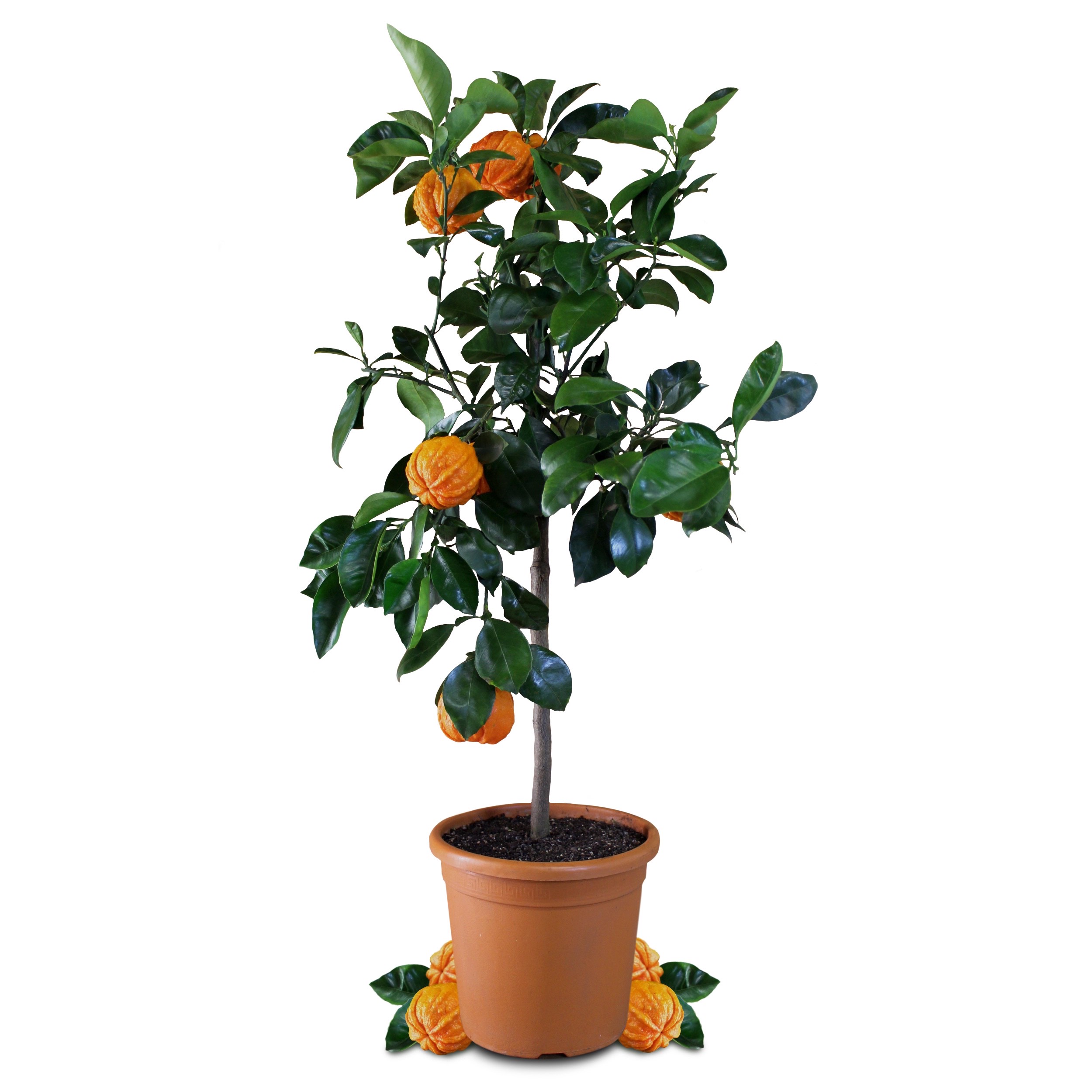 Gefurchte Pomeranze - Citrus aurantium "Canaliculata" - gefurchte Bitterorange