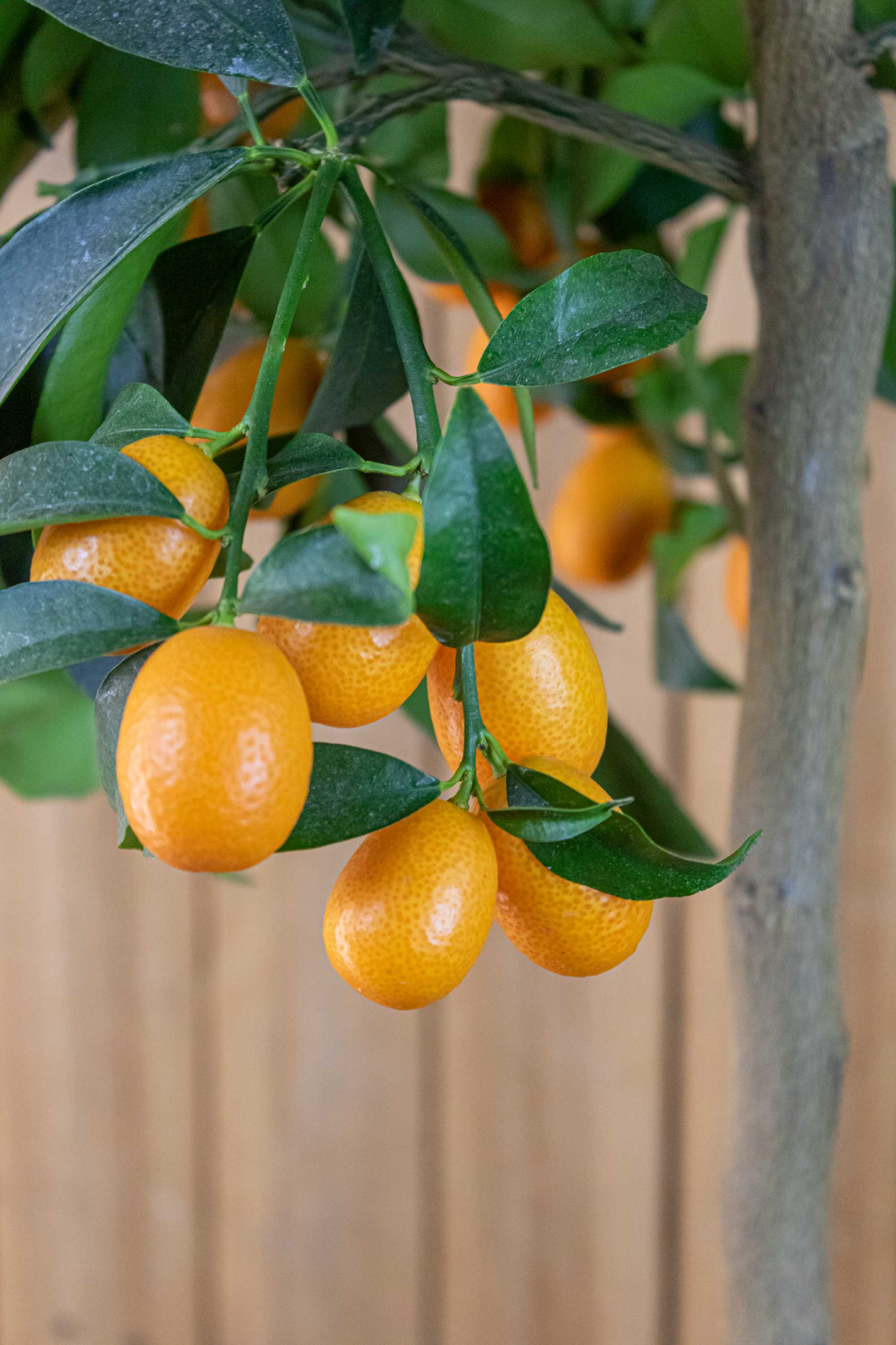 Kumquat 'Grande'  - Citrus japonica - Fortunella margarita