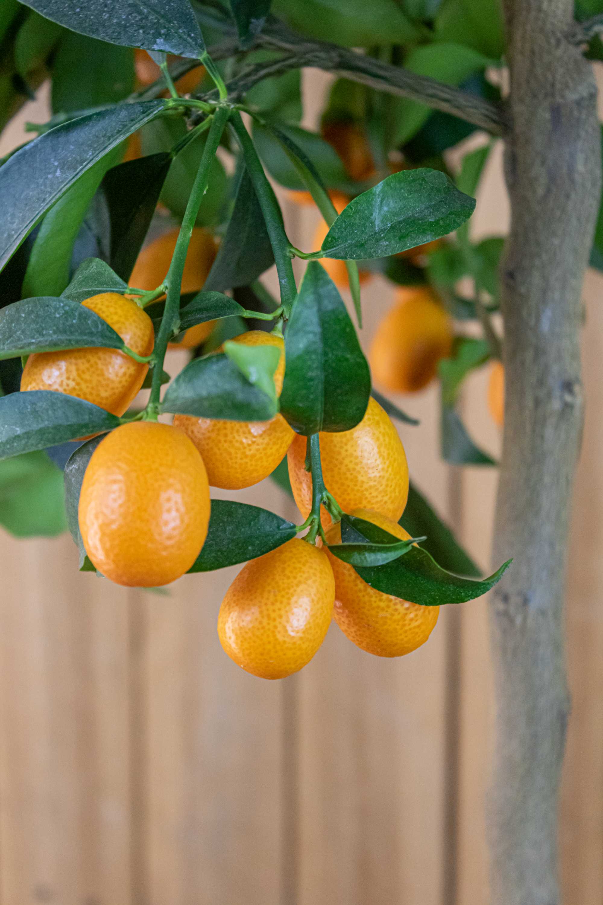 Kumquat [Mezzo] - Citrus japonica - Fortunella margarita