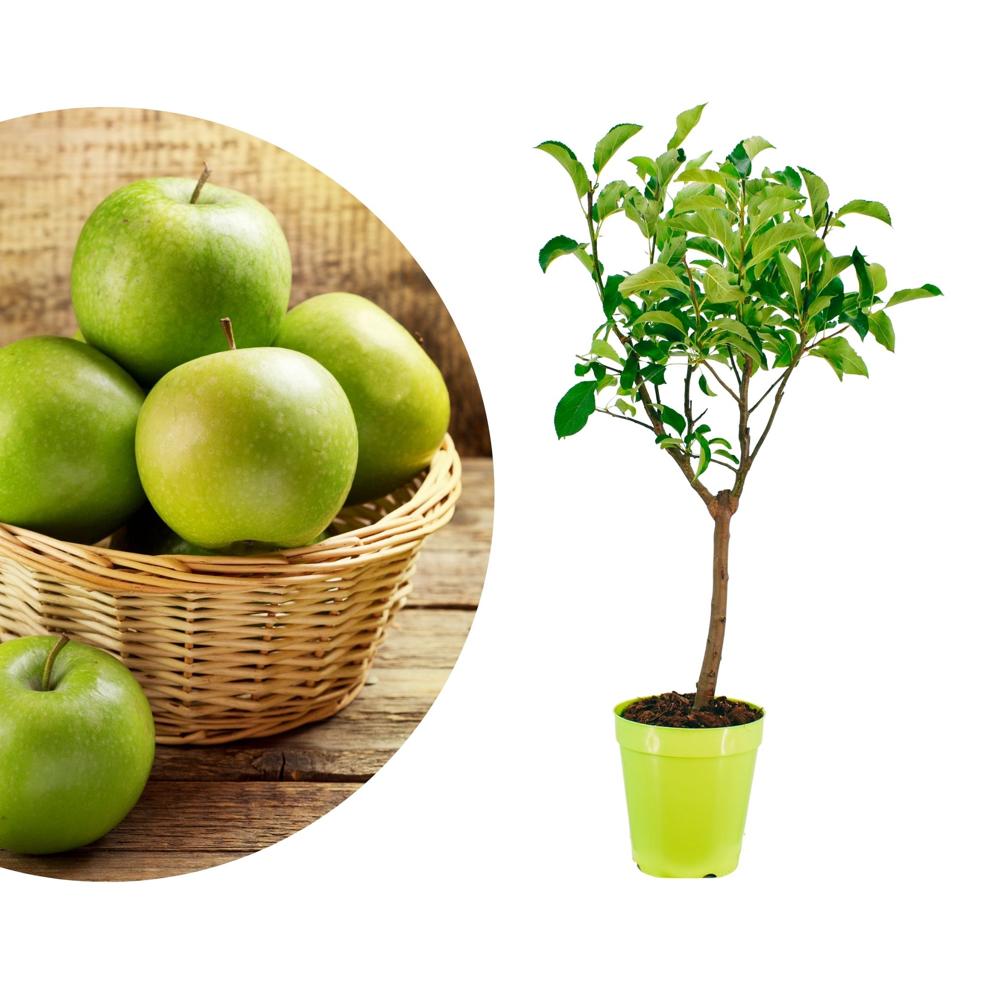 Zwergobst Stämmchen Apfel - Zwergapfel - Apfelbaum Zwergobst Stämmchen Apfel - Zwergapfel - Apfelbaum