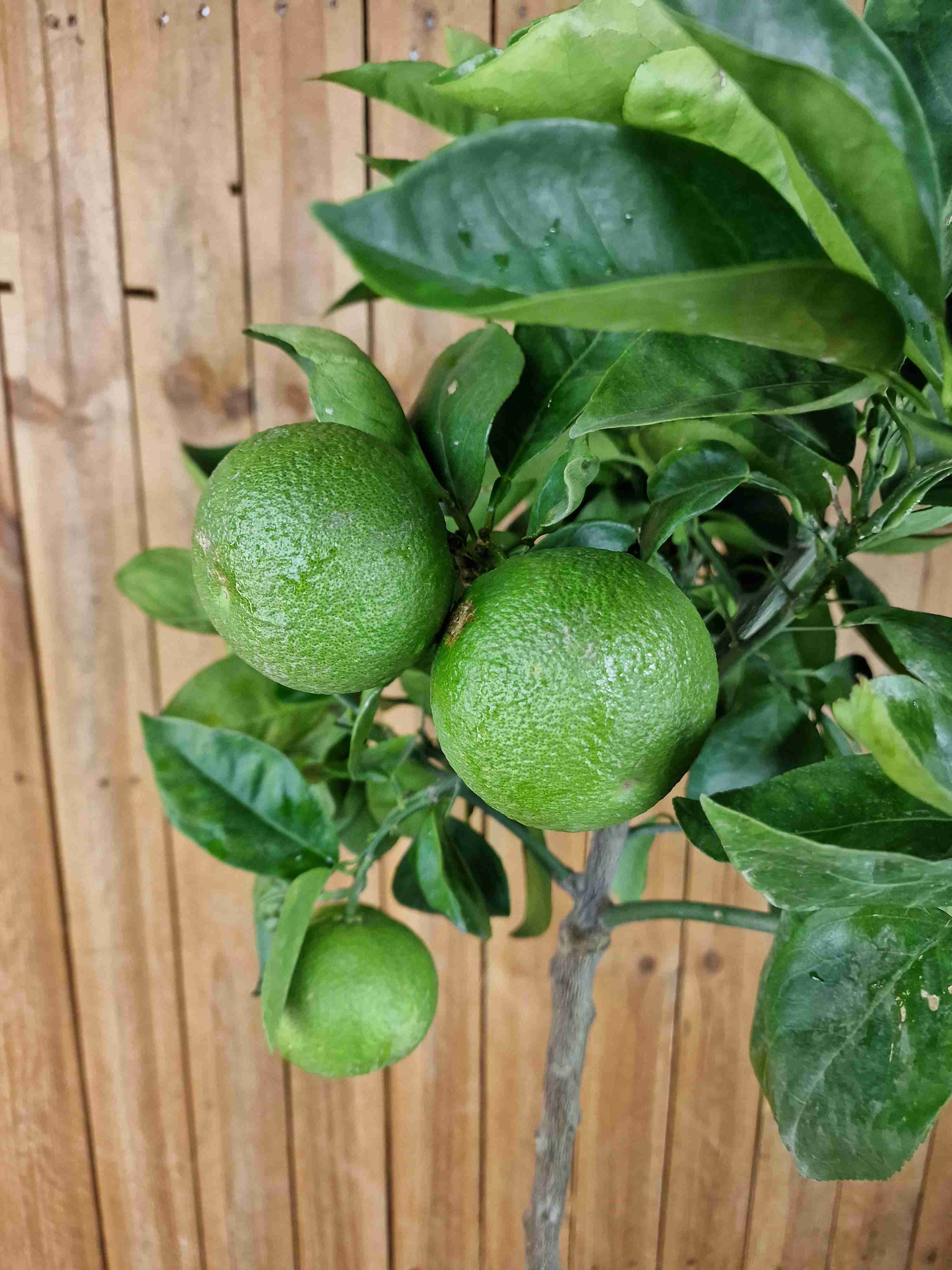 Blutorangenbaum Moro [GRANDE] - Citrus Sinensis 'Moro'