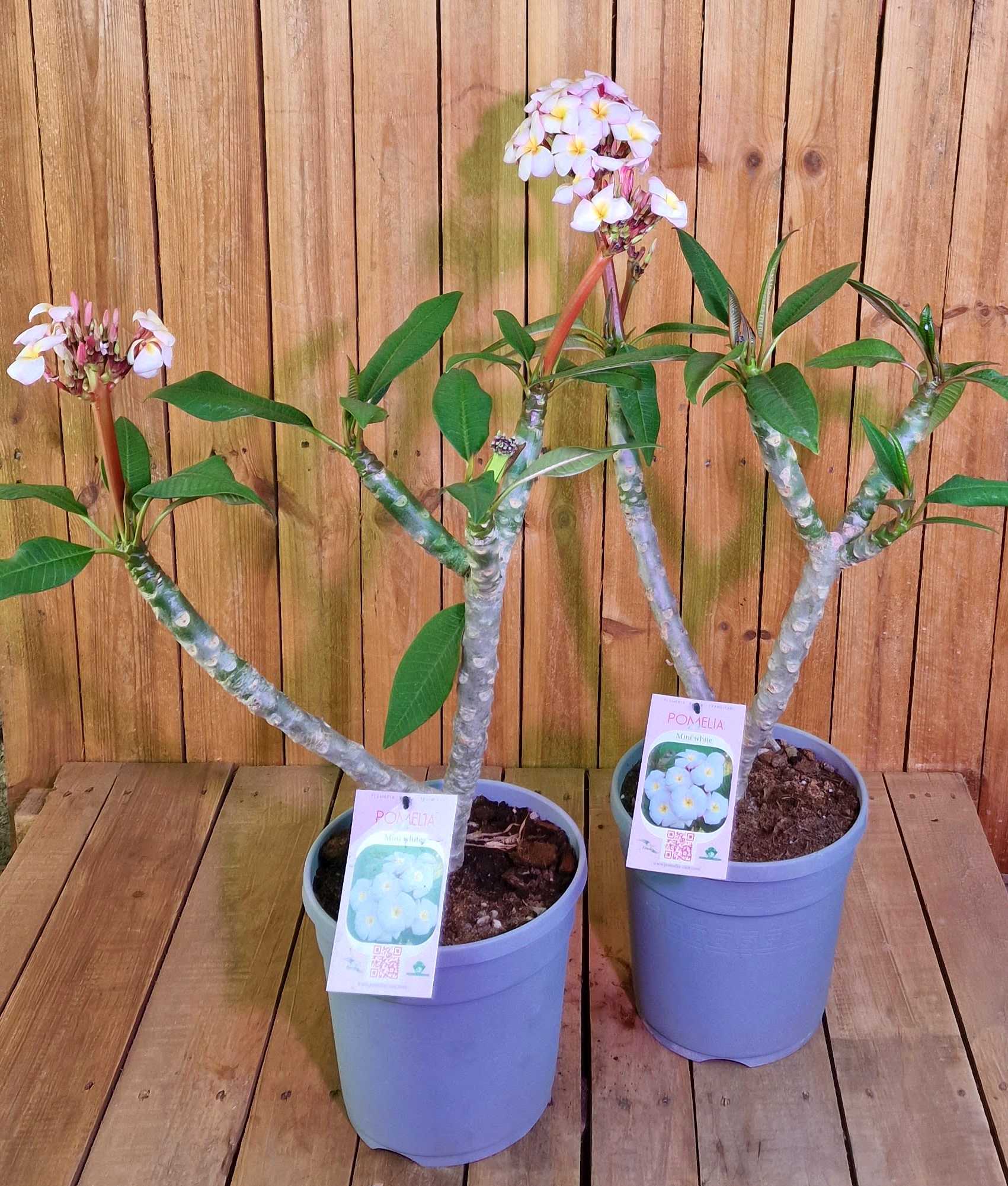 Frangipani "Mini White" Ø 20  - Plumeria rubra - Pomelia