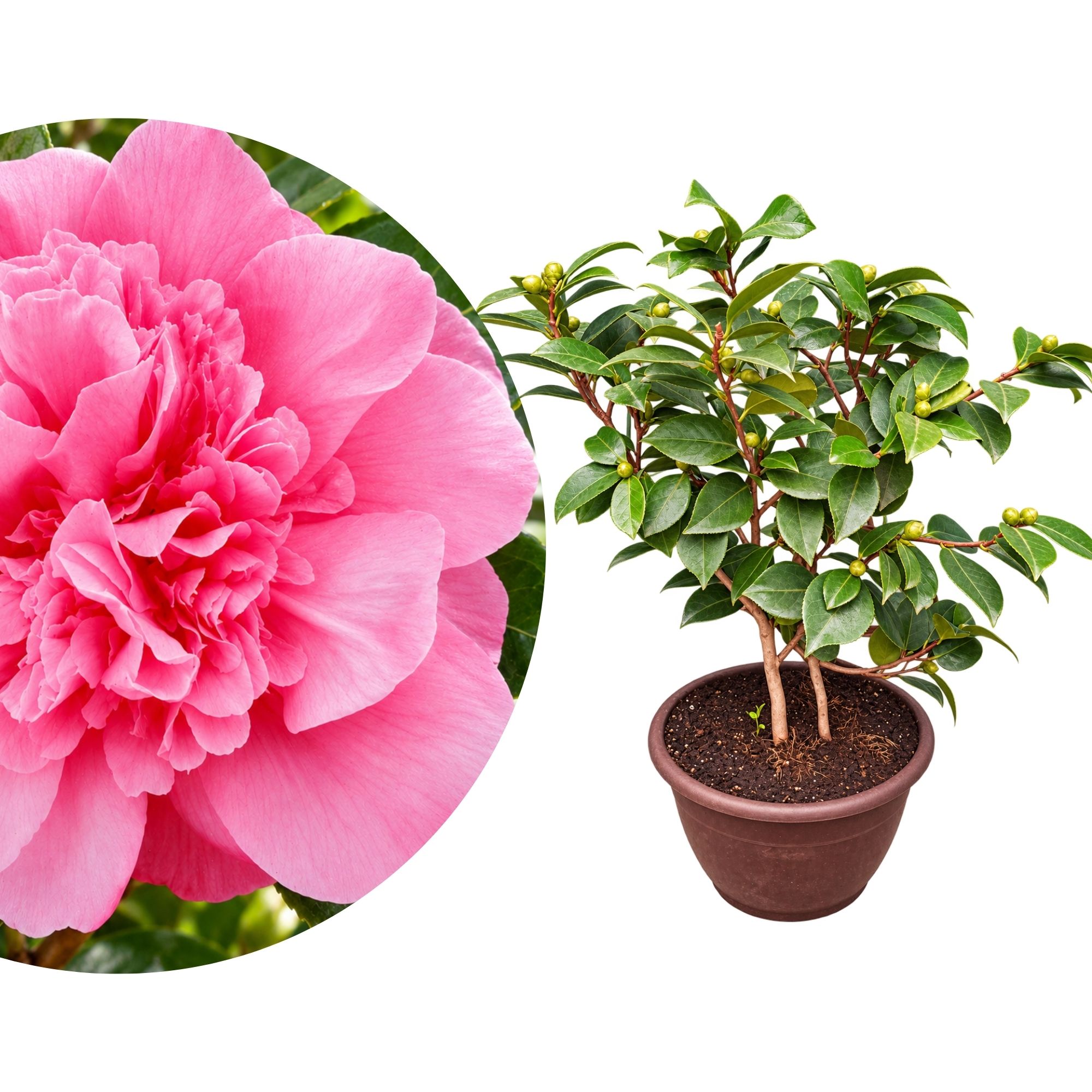 Kamelie "Bonsai" Margaret Davis - Camelia rosa