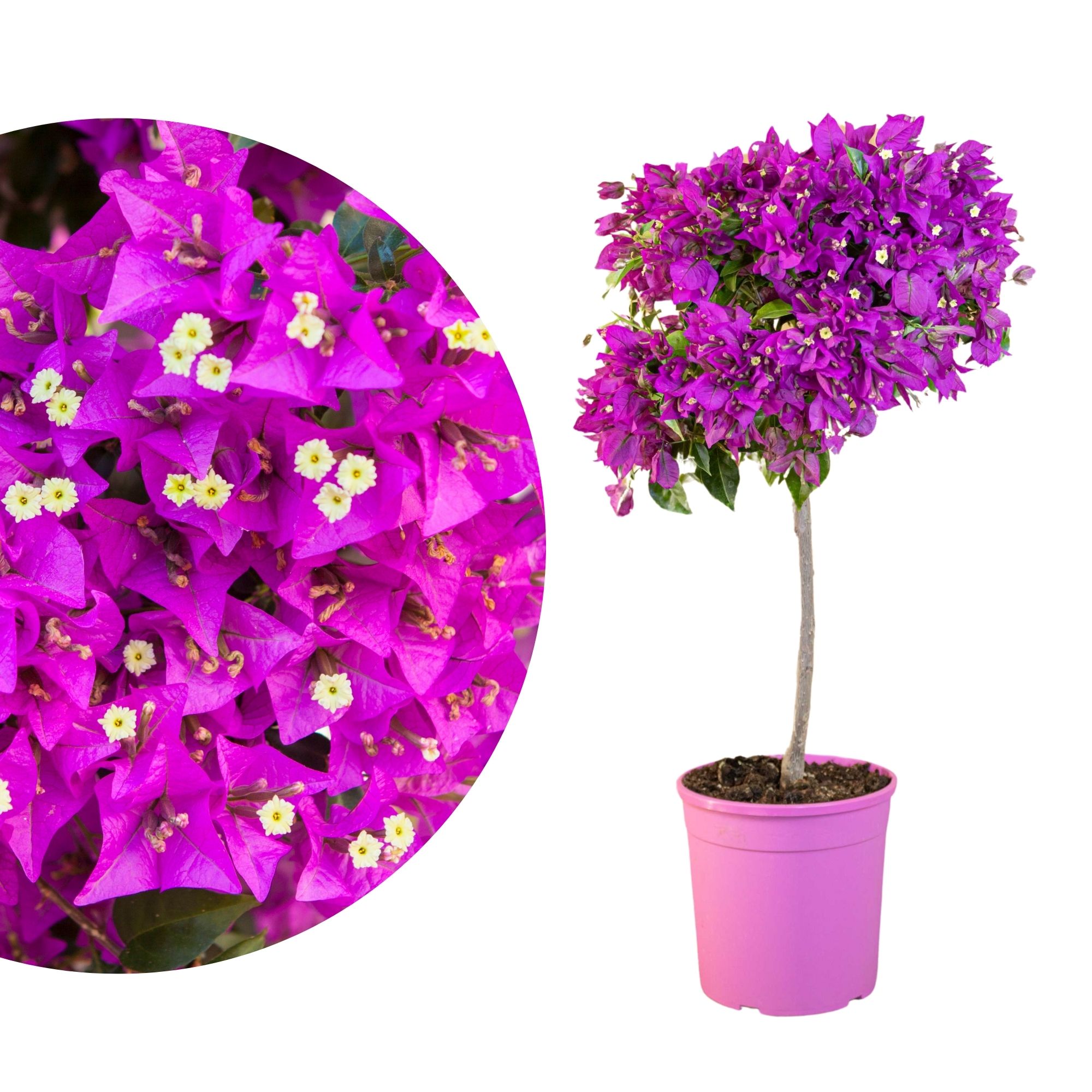 Bougainvillea Stamm Bougainvillea Stamm