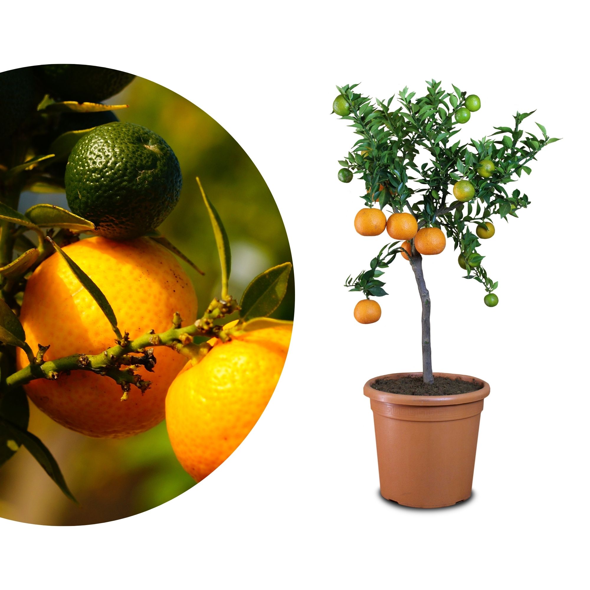 Chinotto - Citrus aurantium var. myrtifolia - Myrtenblättrige Zwergpomeranze Chinotto - Citrus aurantium var. myrtifolia - Myrtenblättrige Zwergpomeranze