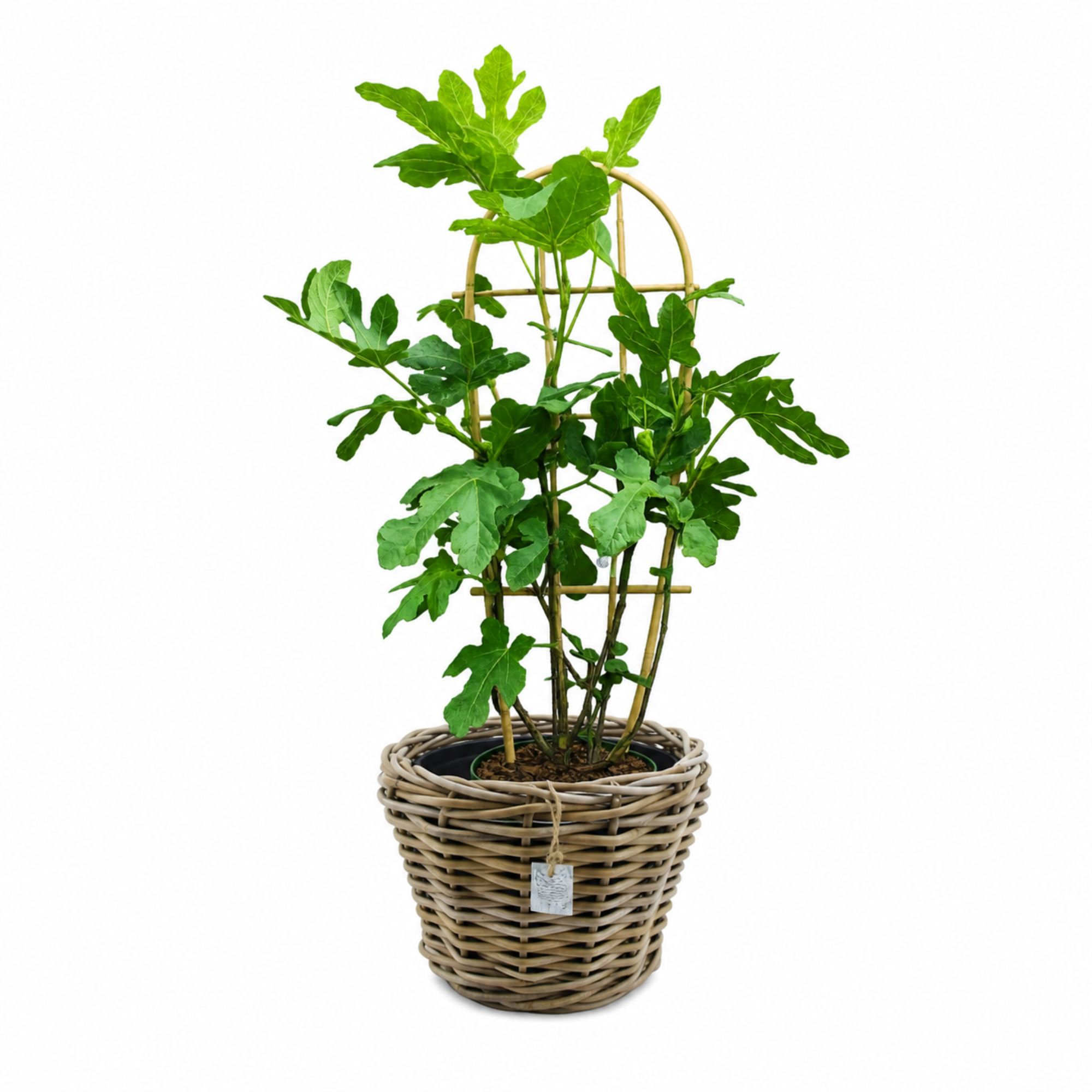 Pflanztopf Drypot aus Rattan - Grau