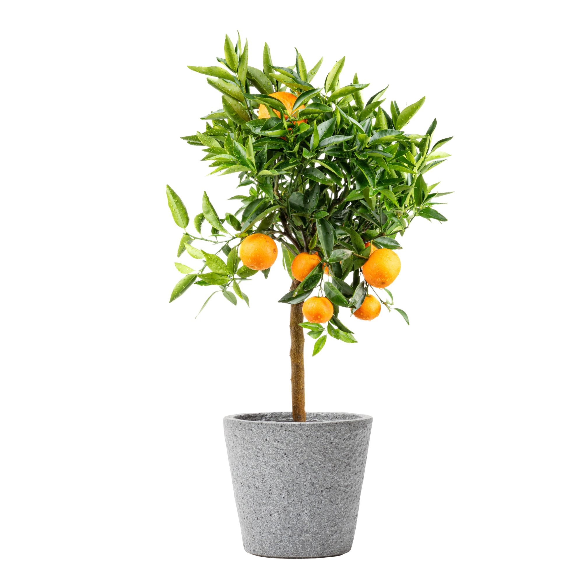 Pflanztopf Granit - Edles Pflanzgefäß aus GFK - Leicht & Robust Pflanztopf Granit - Edles Pflanzgefäß aus GFK - Leicht & Robust