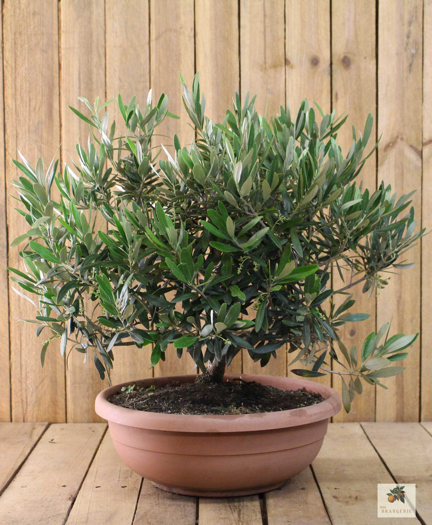 Olivenbaum "Bonsai Grande" - Olea europaea - echte Olive