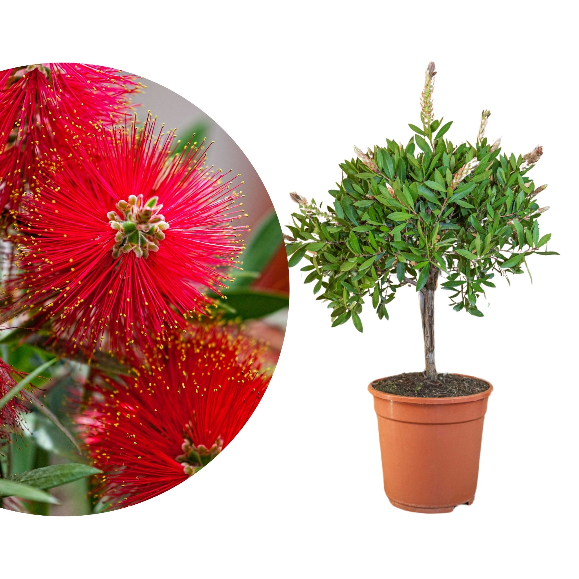 Zylinderputzer Stamm [Grande] - Callistemon C. Splendens Ø 24cm