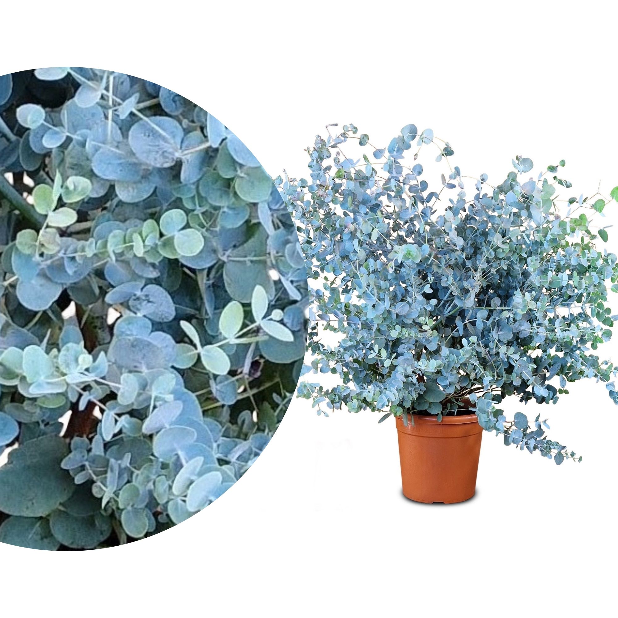 Eukalyptus [Mezzo] Busch 'Baby Blue' - Eucalyptus gunnii