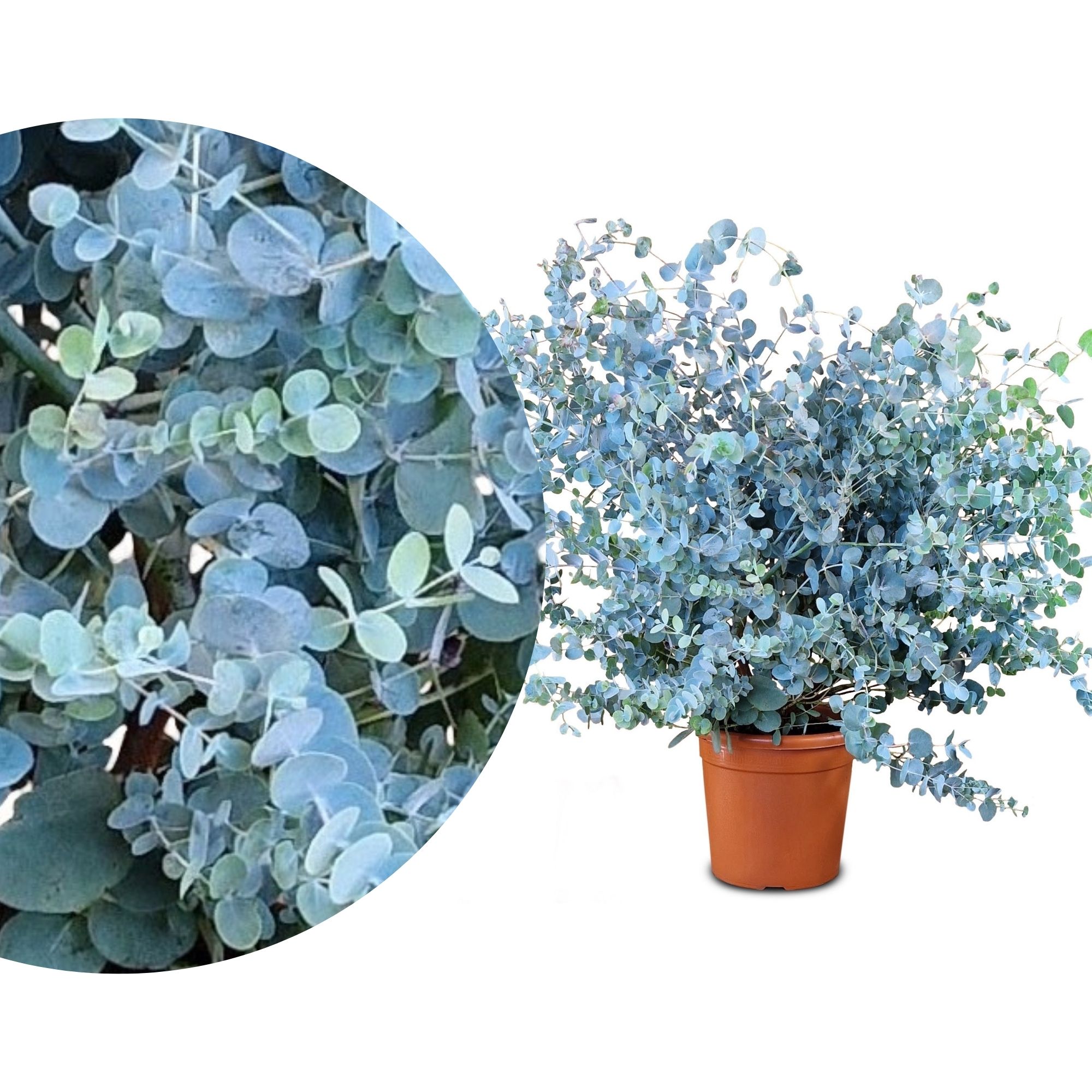 Eukalyptus