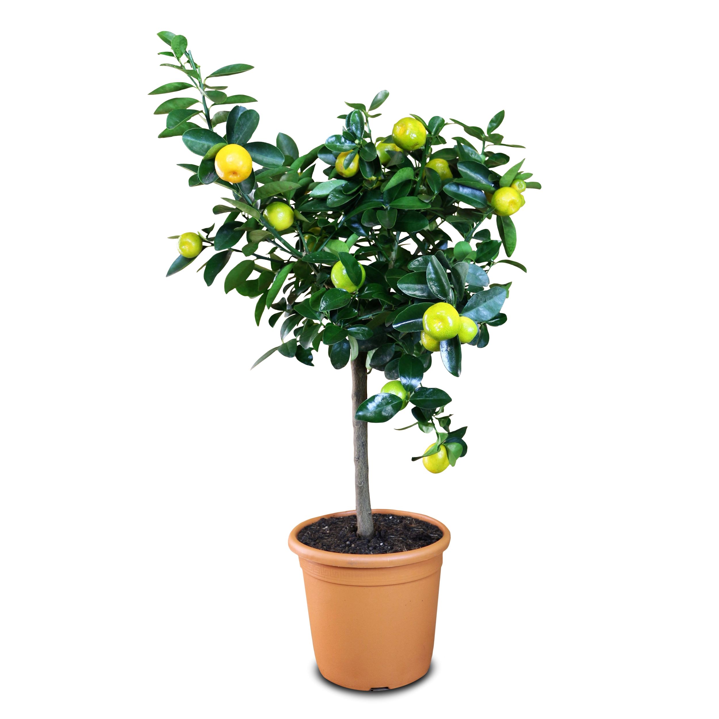 Kumquat Obovata [Mezzo]