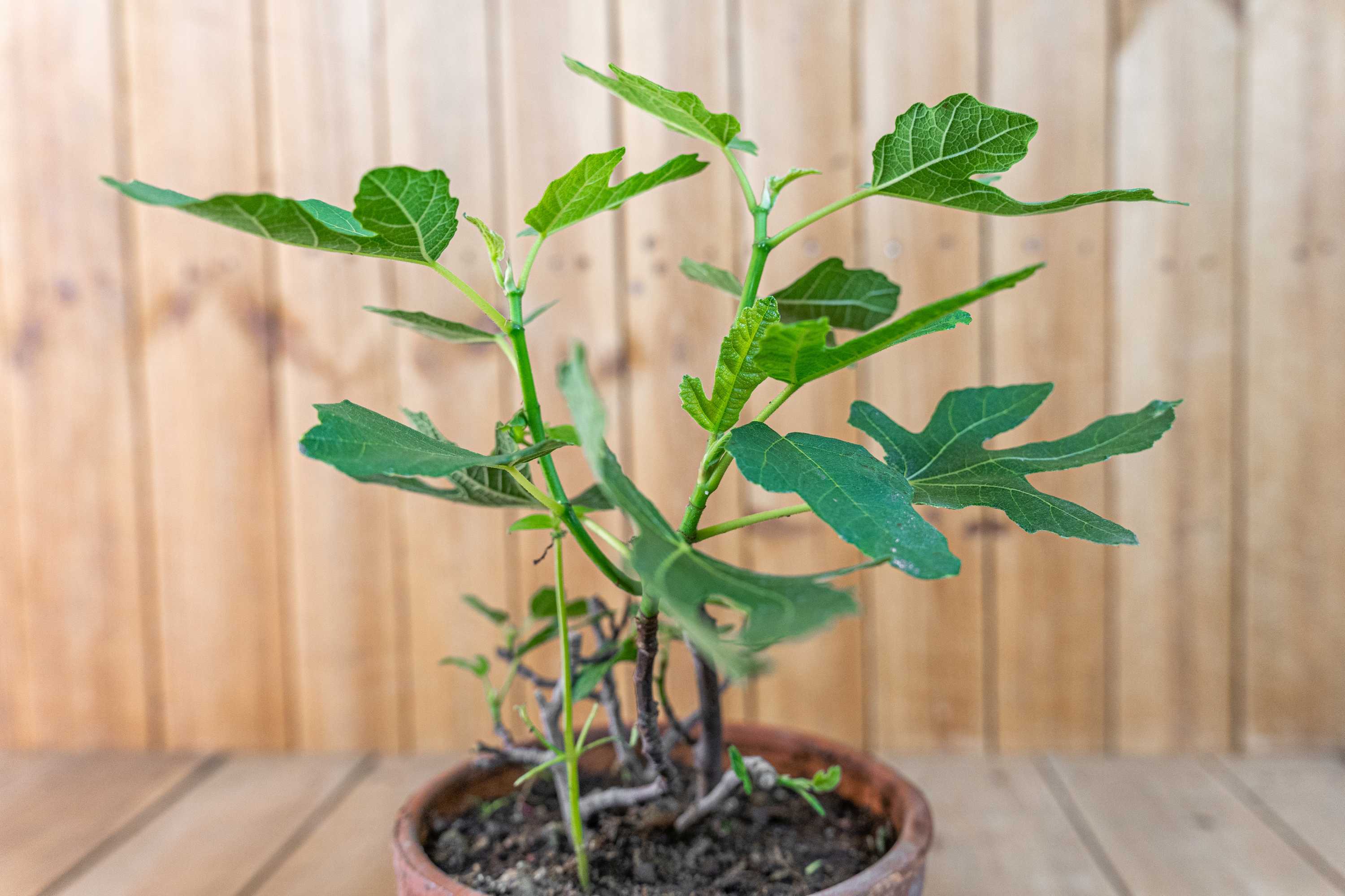 Feige Ficus Carica - Busch im Terracotta-Topf - Bornholmfeige - besonders winterhart