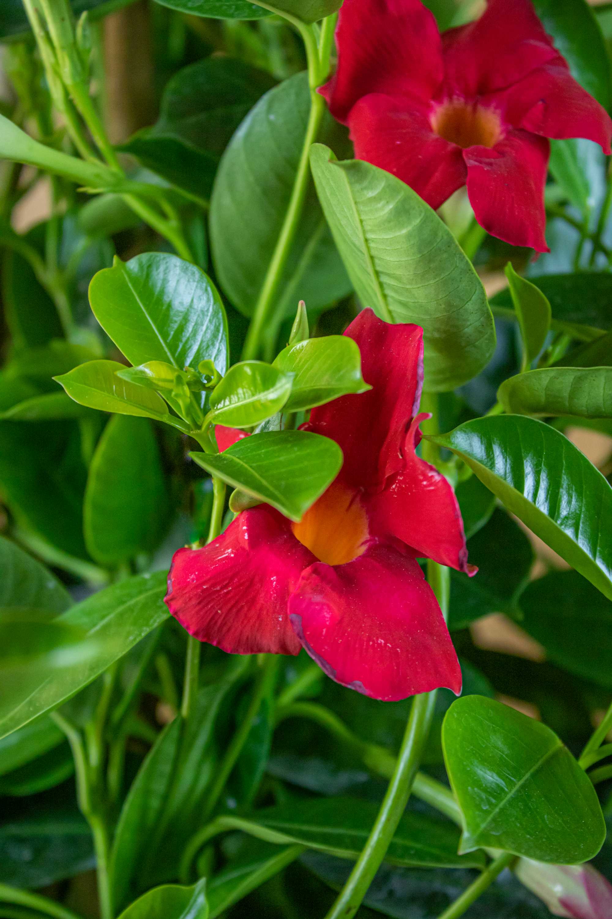 Rote Dipladenia [Mezzo] - Sundaville Pyramide - Mandevilla 