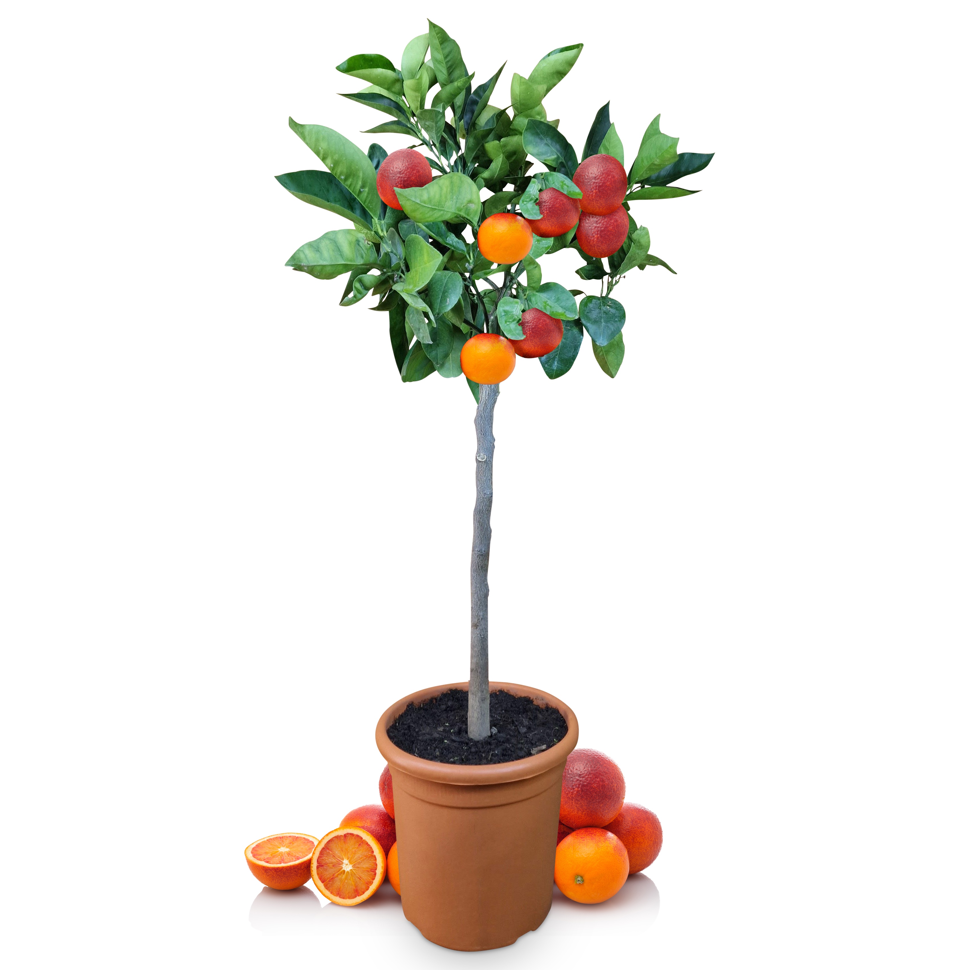 Blutorangenbaum Moro [Grande] - Citrus Sinensis 'Moro'