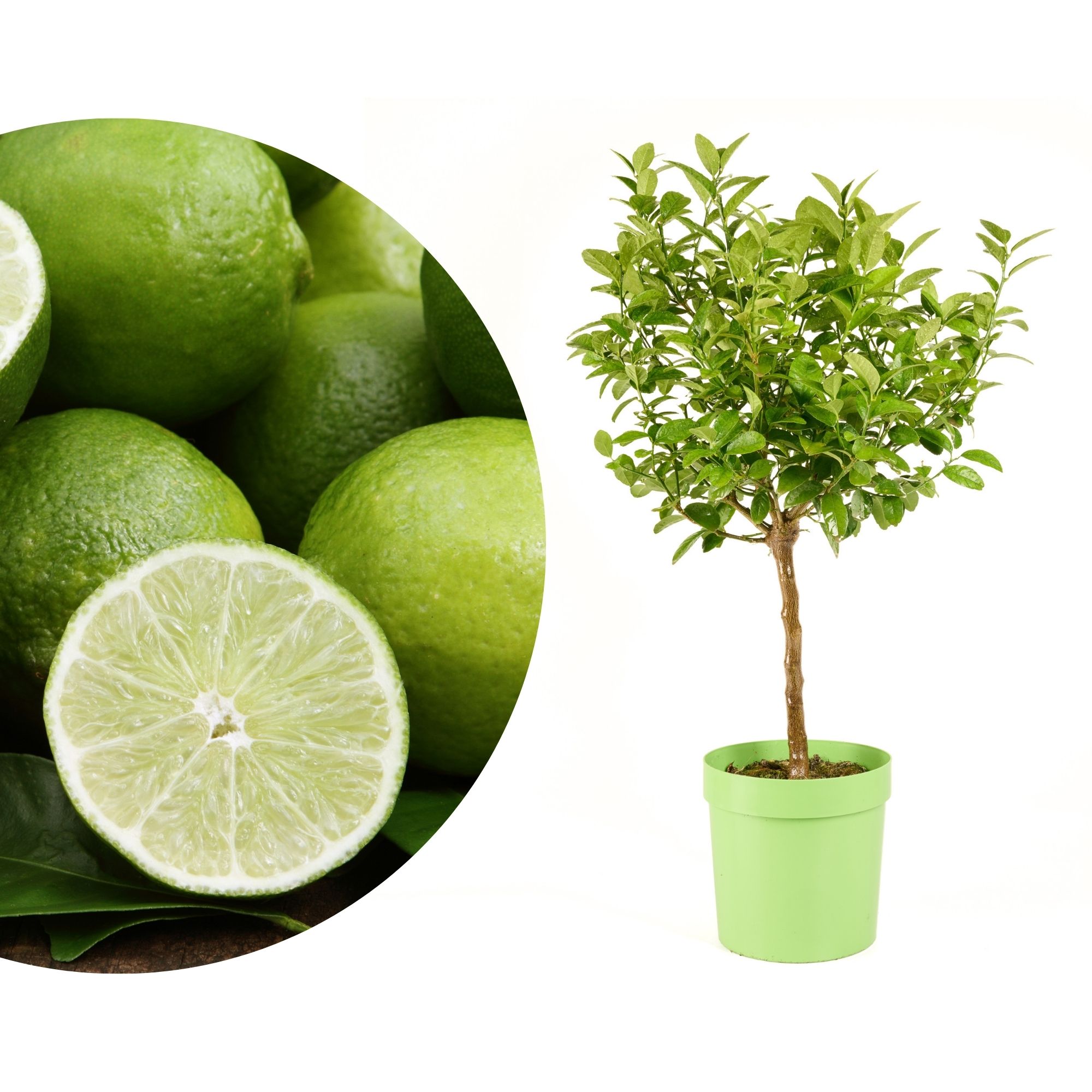 Mexikanische Limette - Echte Limette - Key Lime - Caipirinha Limette Mexikanische Limette - Echte Limette - Key Lime - Caipirinha Limette