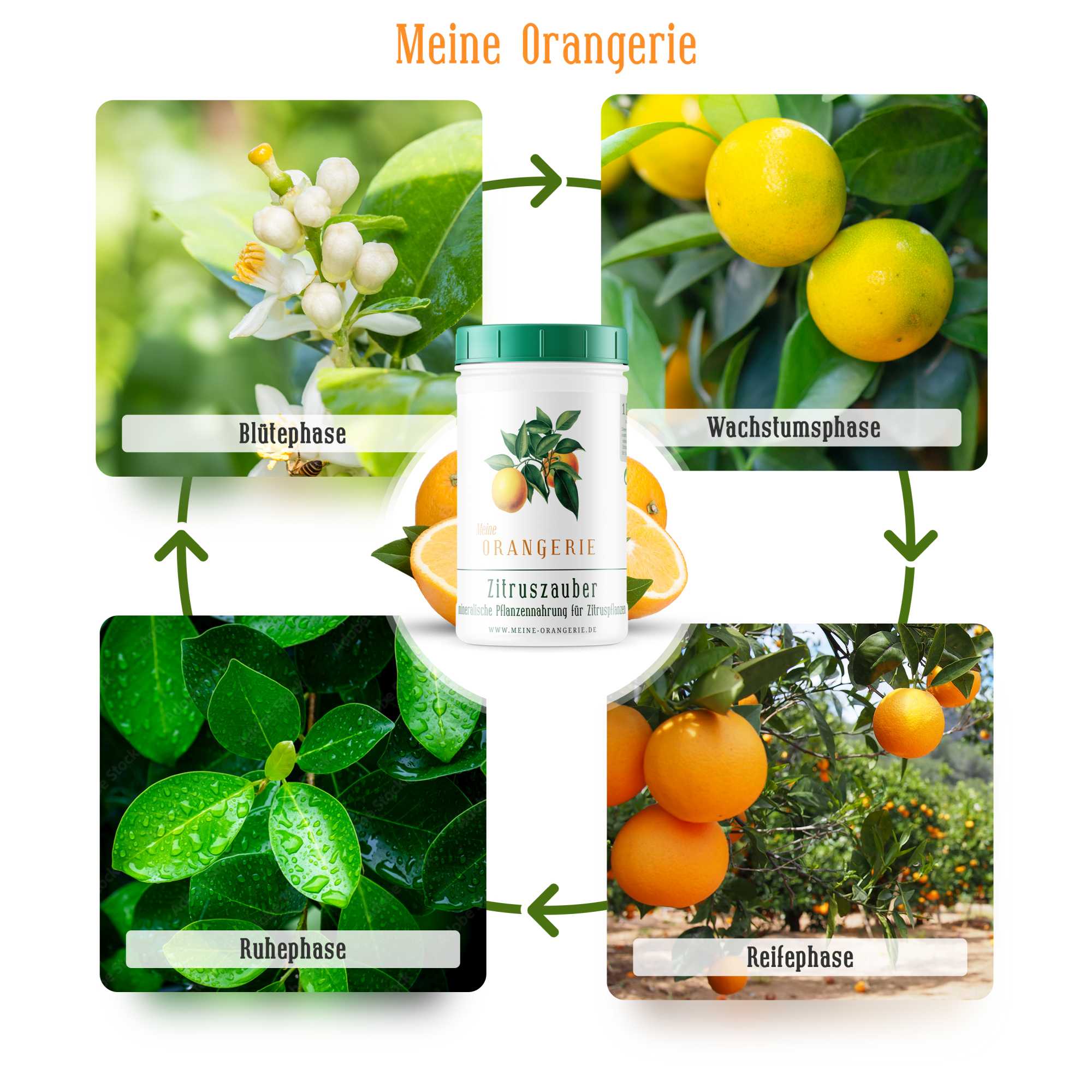 Meine Orangerie Zitruszauber |500g| Profi Zitrusdünger für alle Zitruspflanzen
