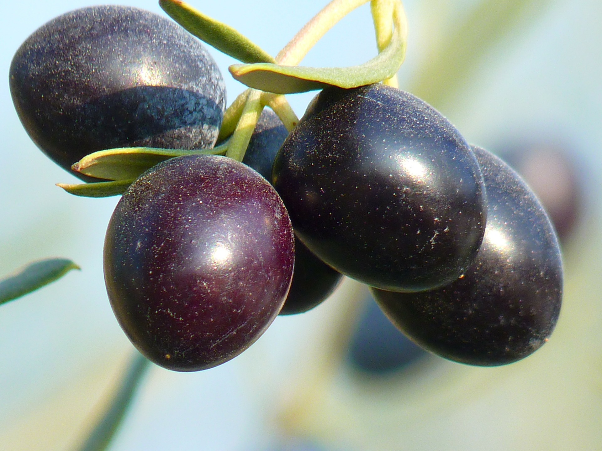 Olivenbaum [Grande] - Olea europaea - echte Olive