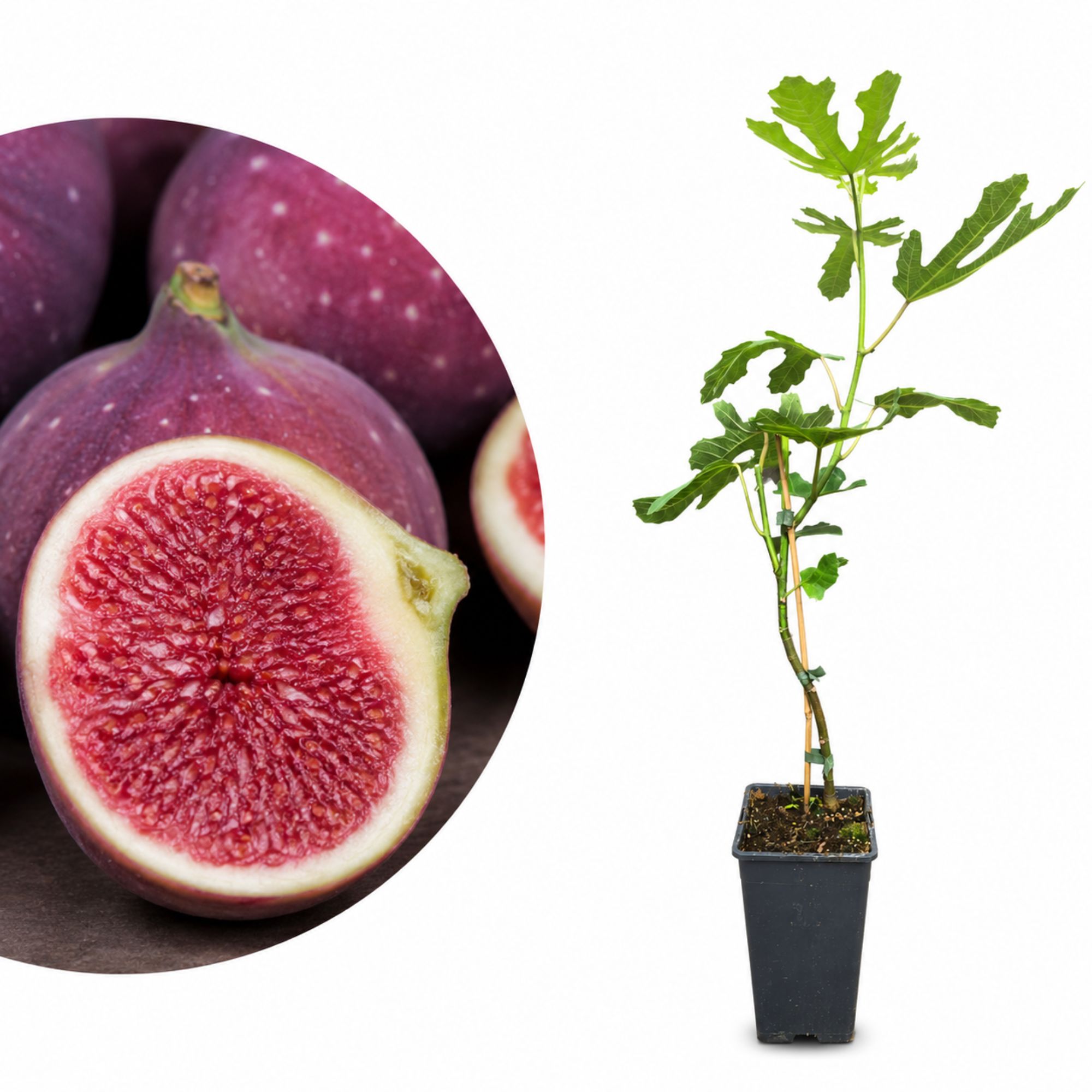 Feige Stämmchen [Mini] - Ficus carica "Gustissimo Perretta"