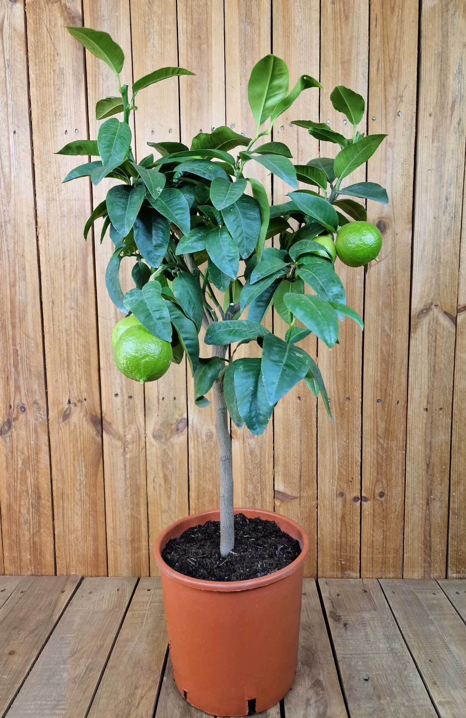 Bergamotte [Mezzo] - Citrus bergamia - Bergamotto 