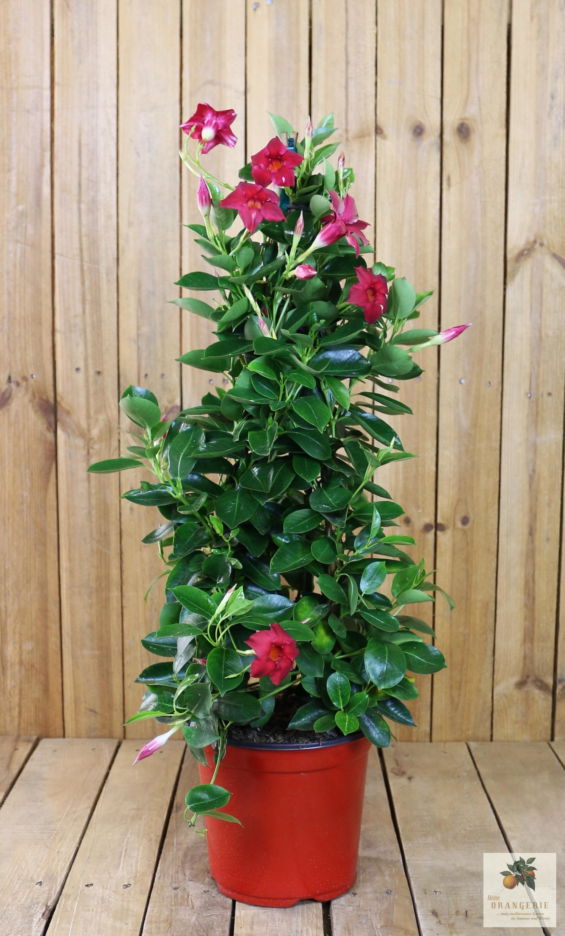 Rote Dipladenia "Mezzo" - Sundaville Pyramide - Mandevilla 