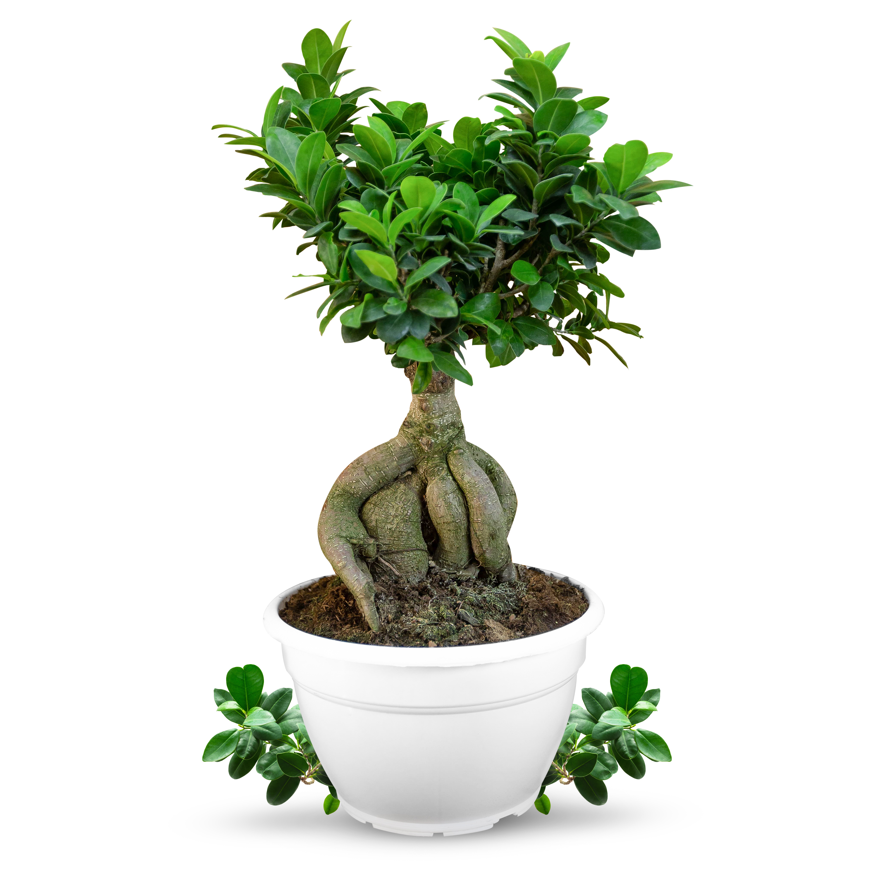 Bonsai Ficus Ginseng [Mezzo] - Ficus Microcarpa - Chinesischer Feigenbaum  - Bonsaipflanze für drinnen und draußen - Lorbeerfeige - Ficus Retusa