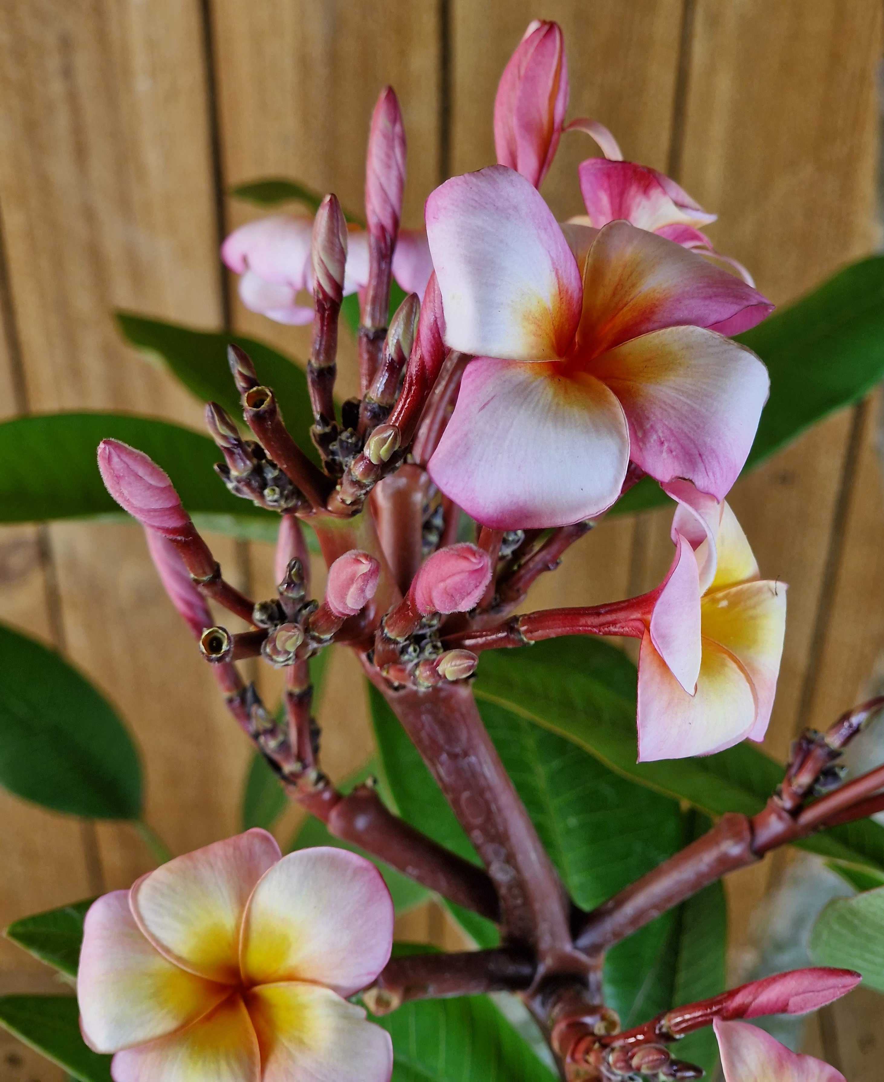 Frangipani "Thumalina" Ø 20  - Plumeria rubra - Pomelia