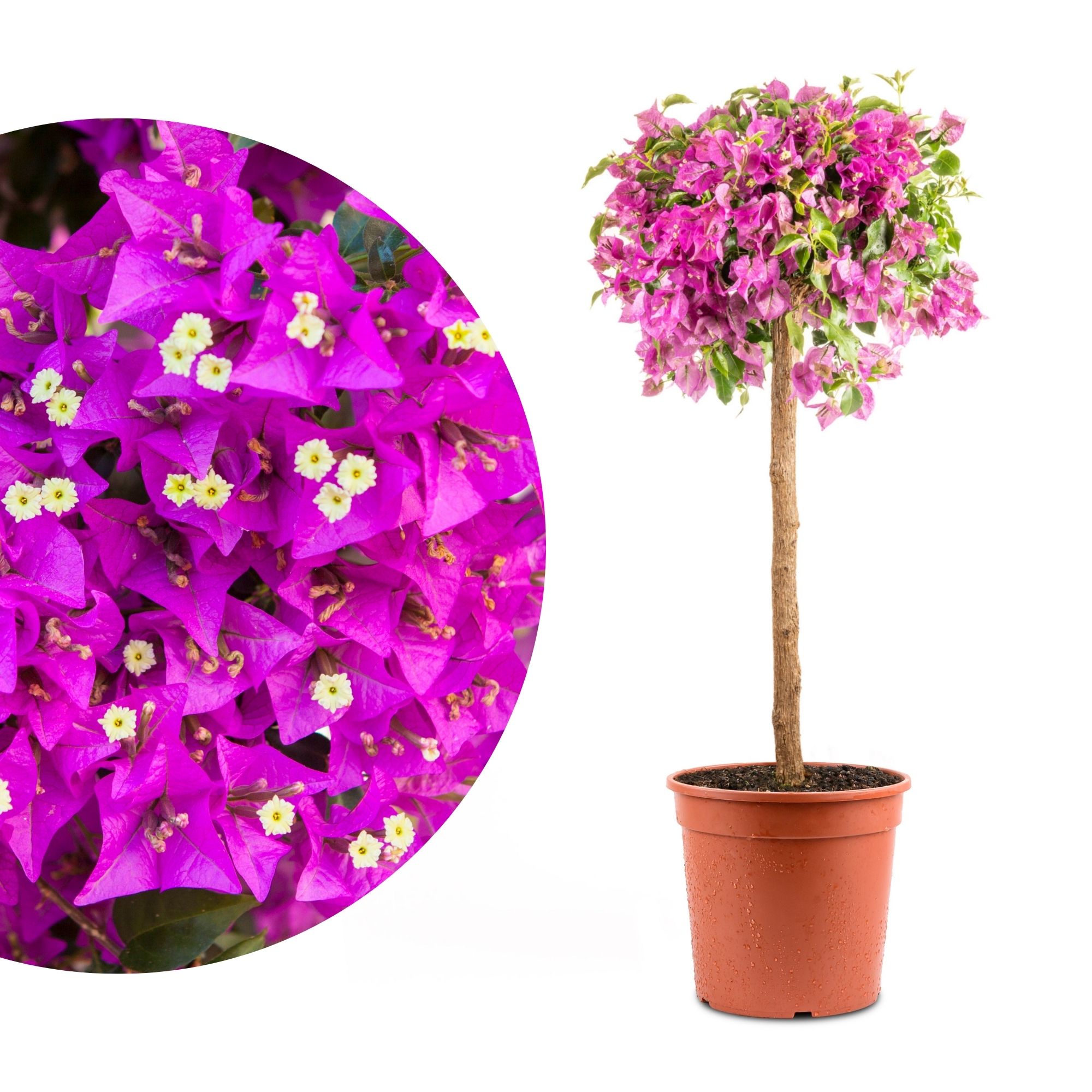 Bougainvillea Stamm [Grande]