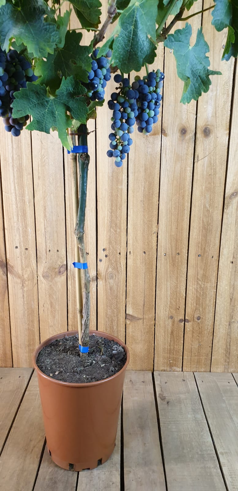 Weinrebe "Cabernet Sauvignon" [Grande]