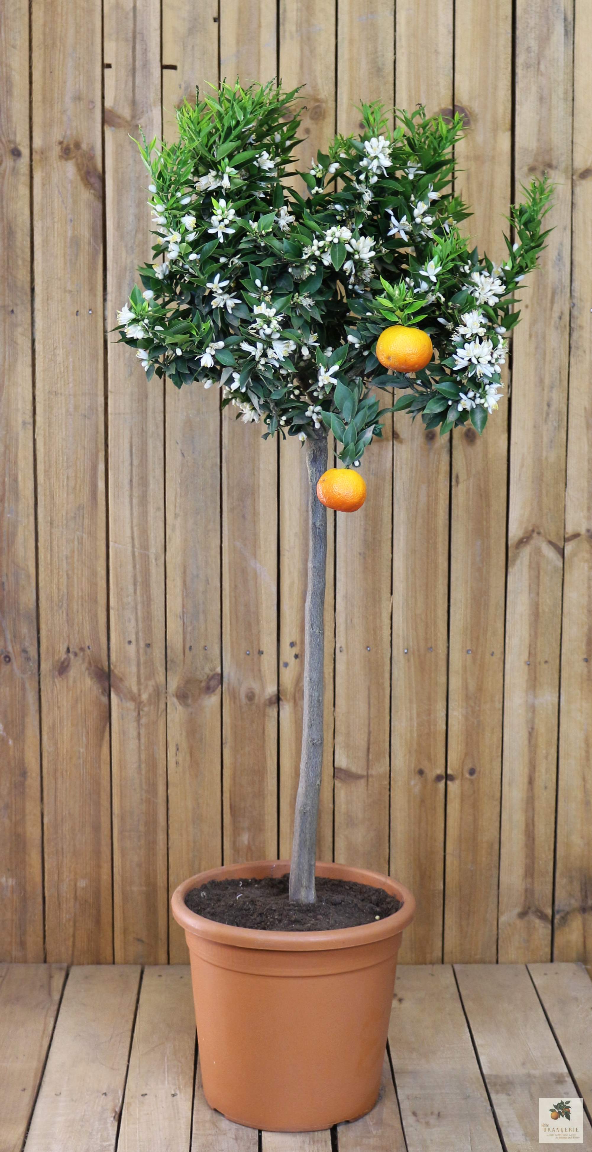 Chinotto 'GRANDE' - Citrus aurantium var. myrtifolia - Myrtenblättrige Zwergpomeranze