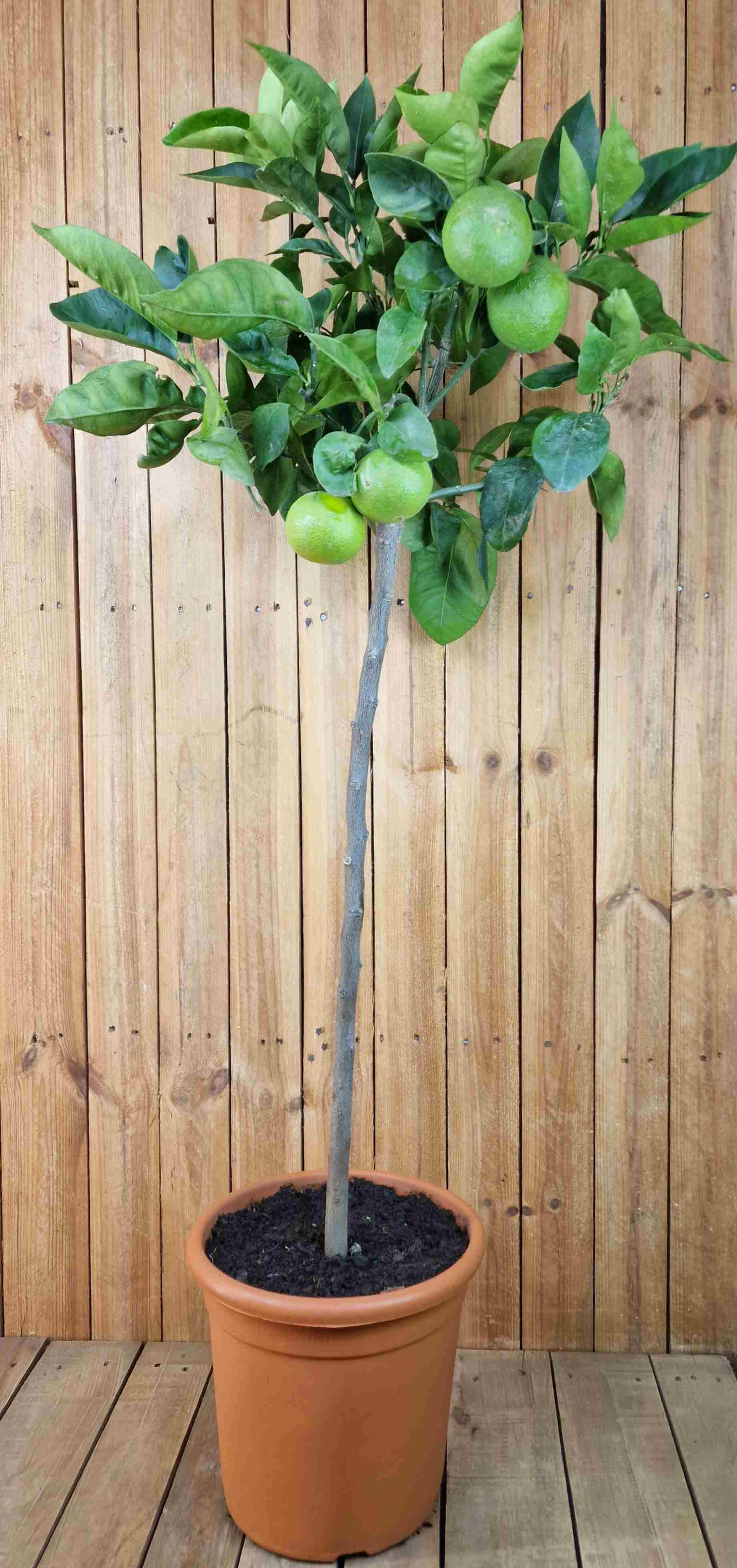 Blutorangenbaum Moro [GRANDE] - Citrus Sinensis 'Moro'