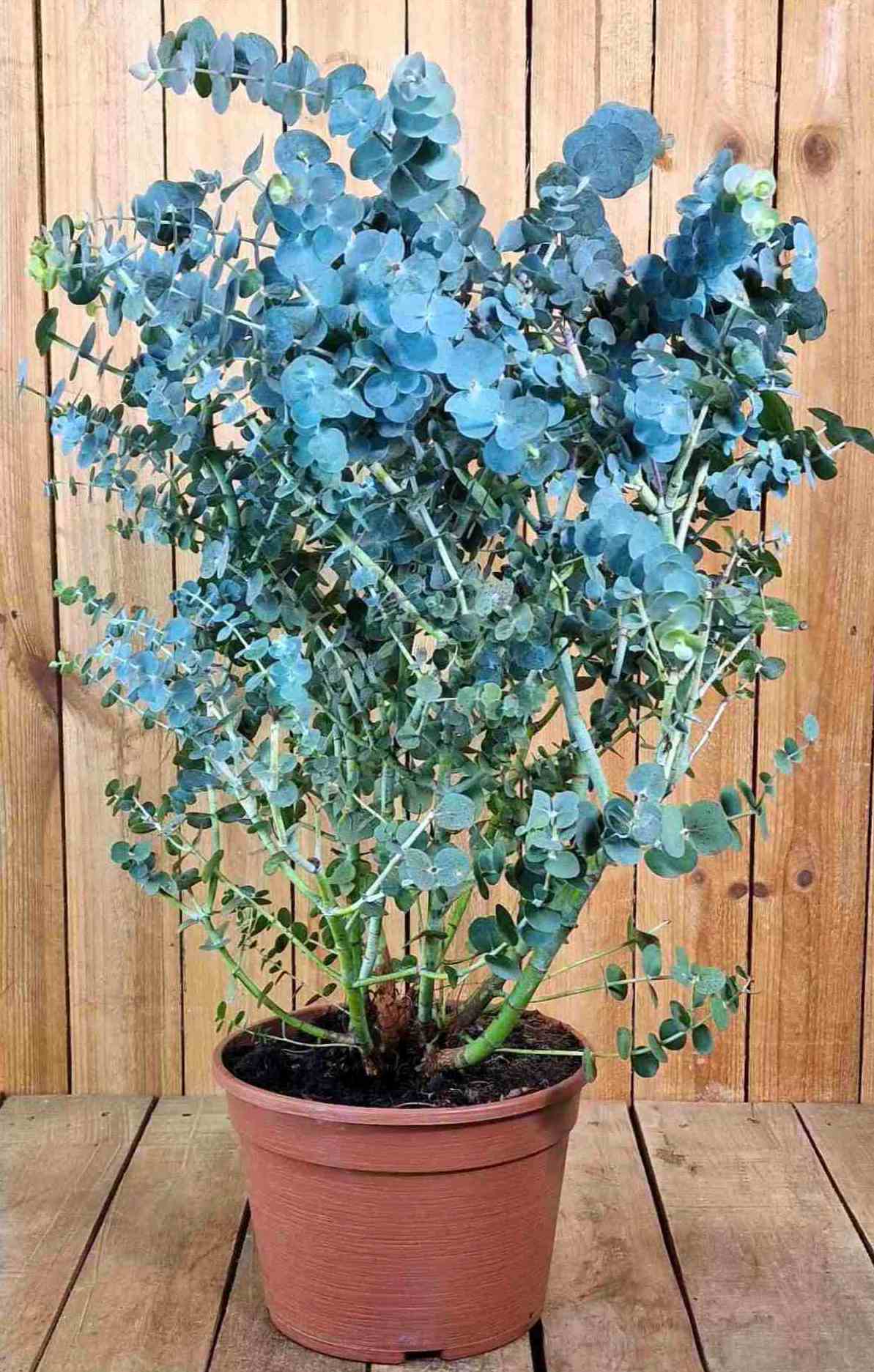 Eukalyptus "Mezzo" Busch 'Baby Blue' - Eucalyptus gunnii
