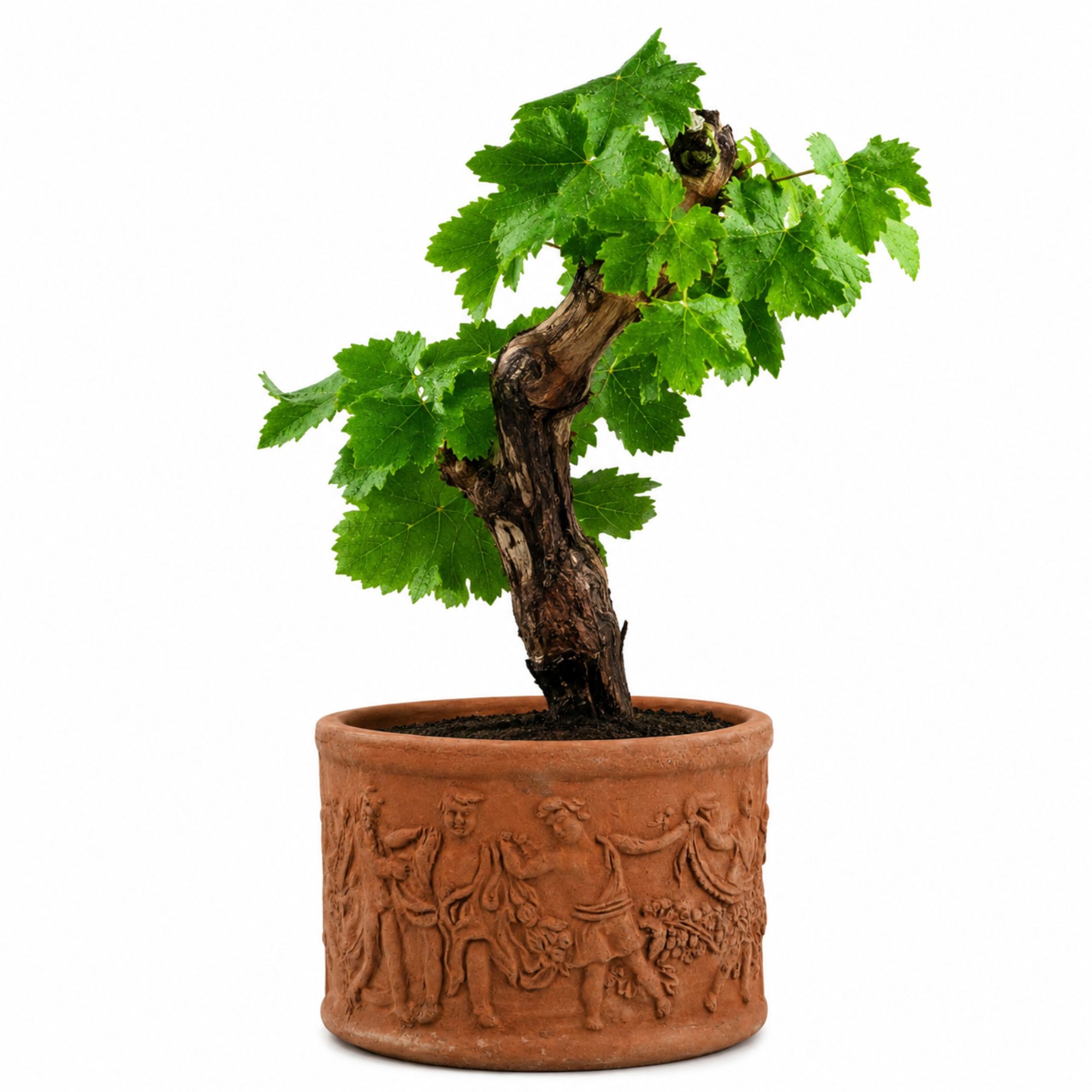 Weinrebe Bonsai [Piccolino] in Terracotta-Topf