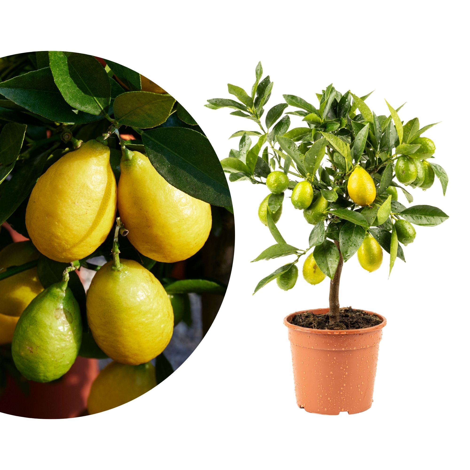 Limequat Limequat
