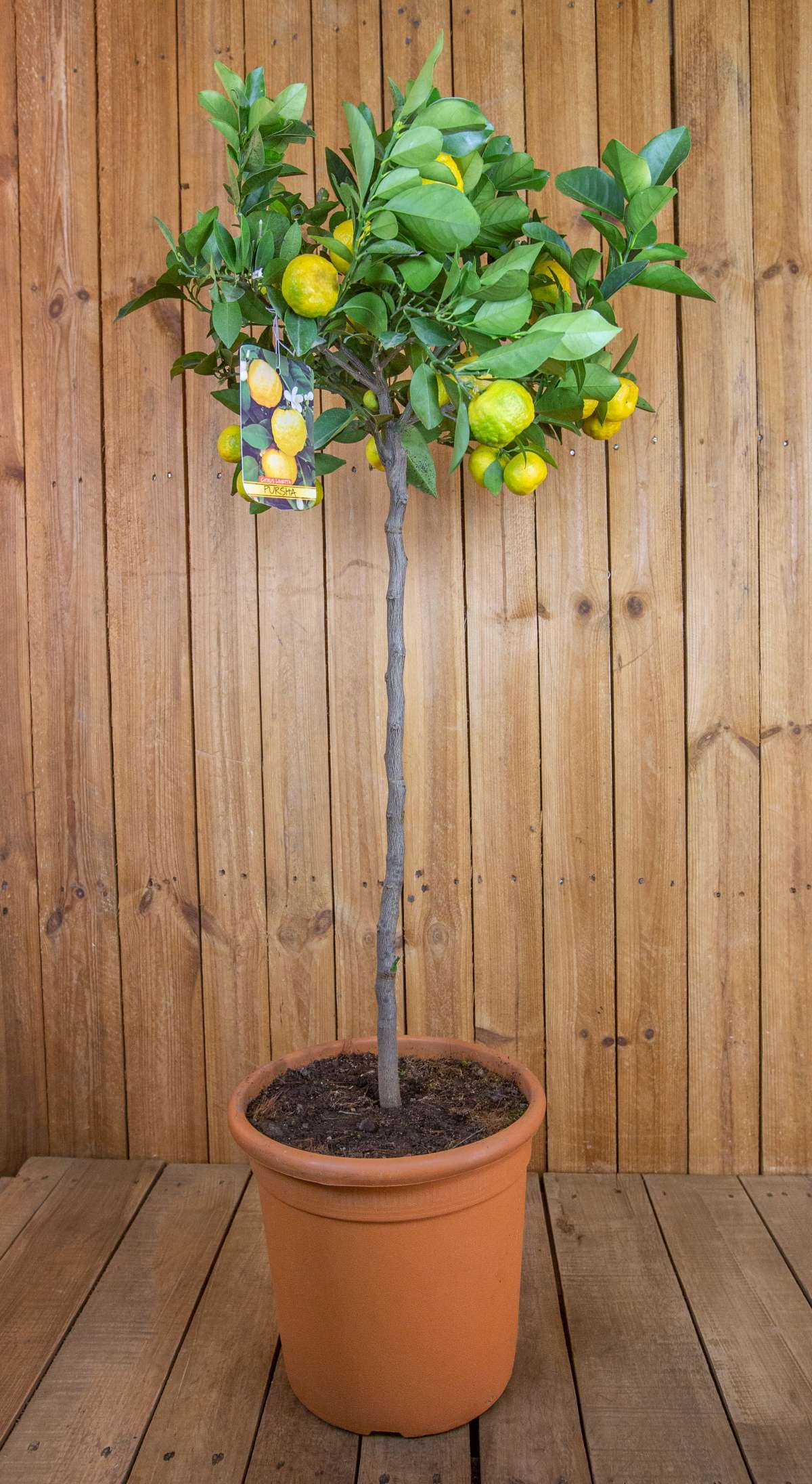 Römische Süßlimette [GRANDE] - Pursha-Limette