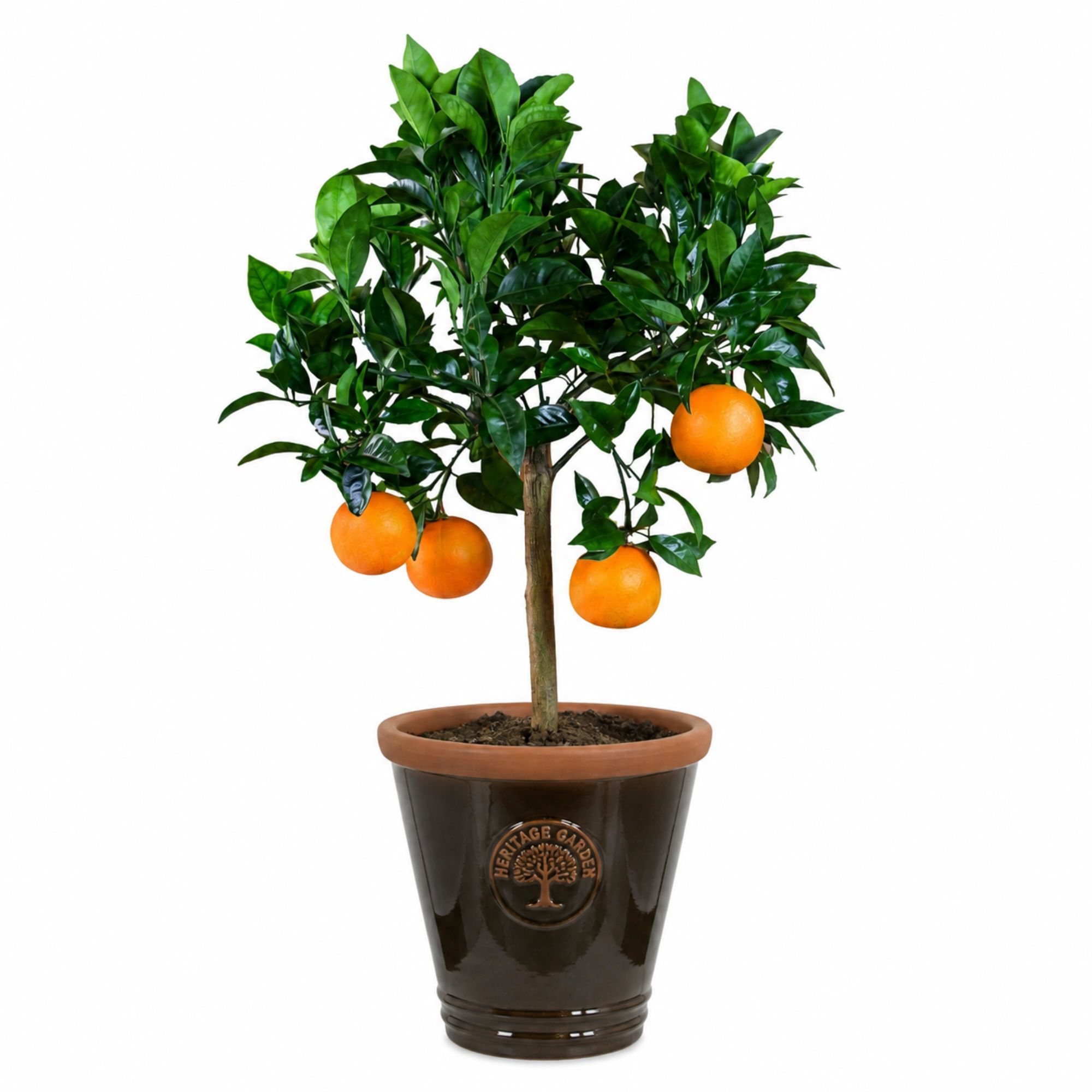 Terrakotta Pflanztopf - glasierter Blumentopf - Cappuccino