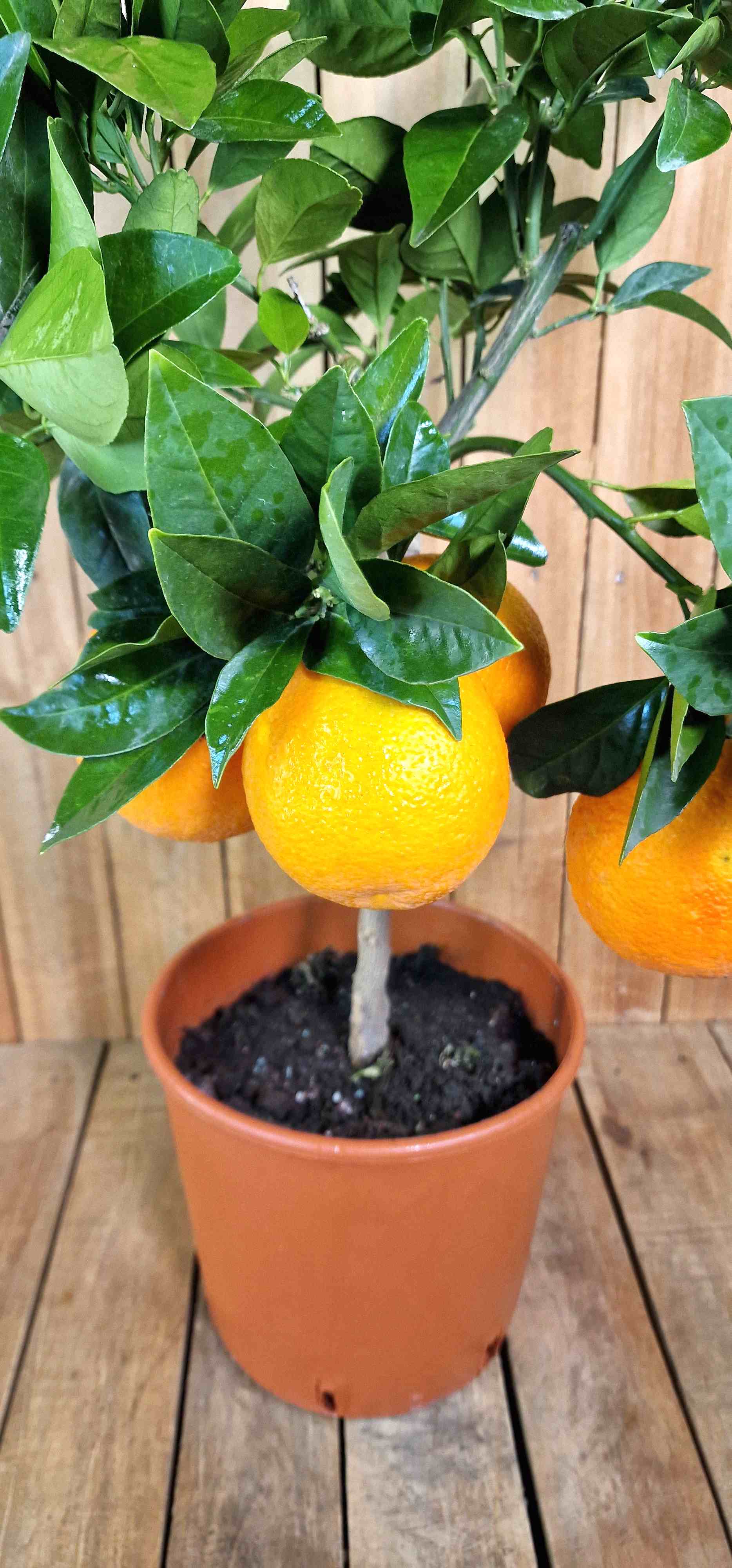 Blutorangenbaum Moro [Mezzo] - Citrus Sinensis 'Moro'