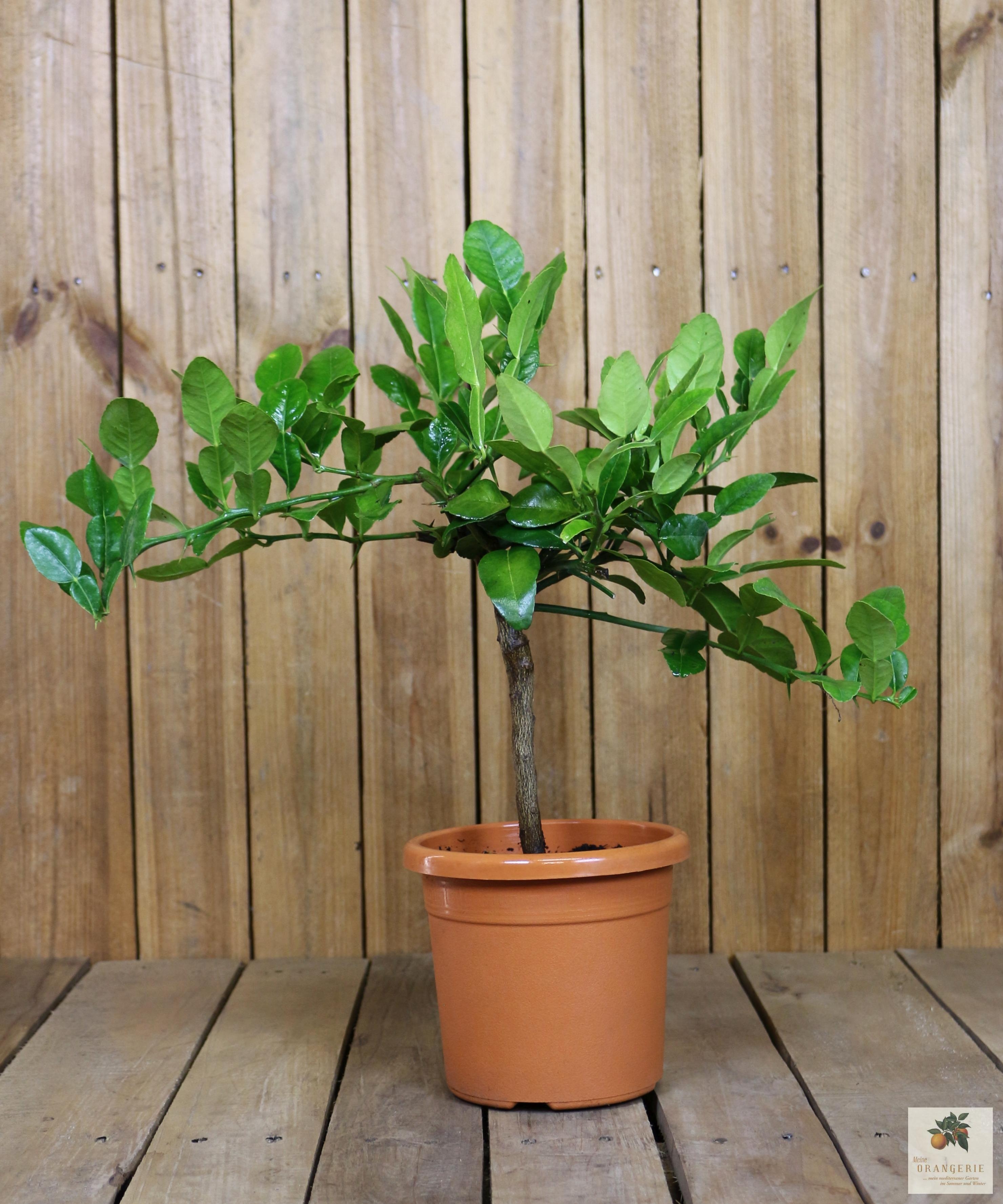 Kaffir Limette [Piccolino] - Citrus hystrix - Papeda - Kaffernlimette