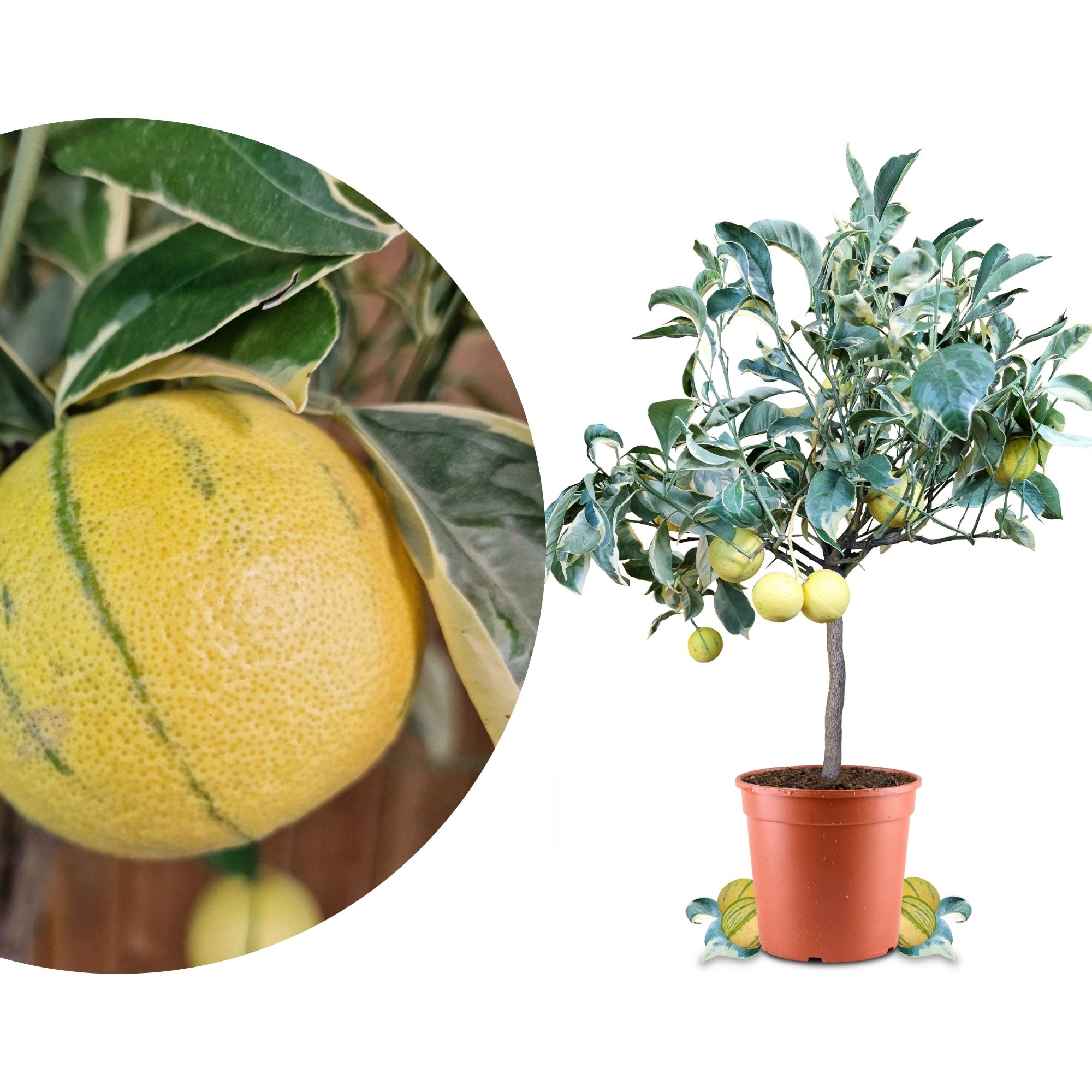 [RESTPOSTEN] Orangenbaum "Panaché" - Buntlaubige Orange - Arancio variegato Kopie