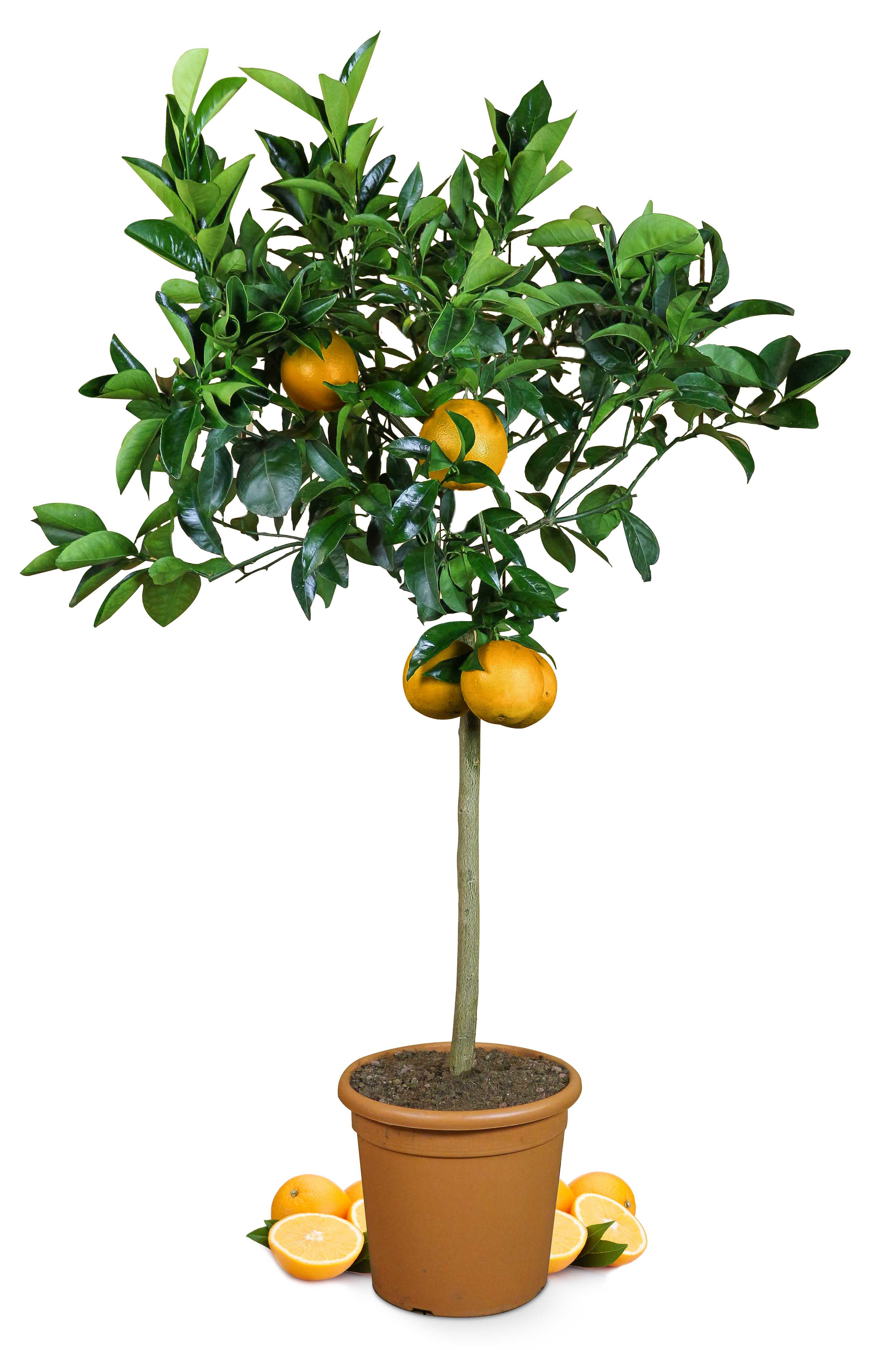 Citrus Einsteigerpaket [Grande] Zitrone & Orange - Die zwei Klassiker - 1x Citrus limon & 1x Citrus sinensis