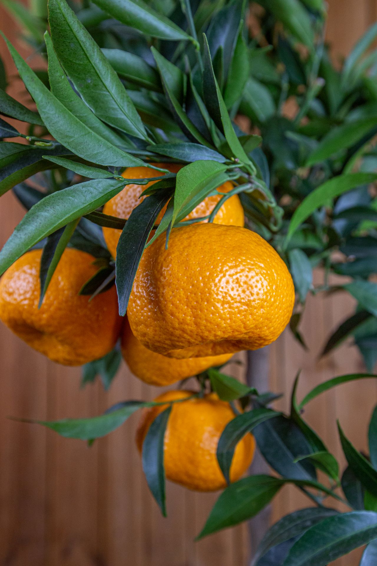 Mandarinenbaum [Mezzo] - Citrus deliciosa - Citrus reticulata