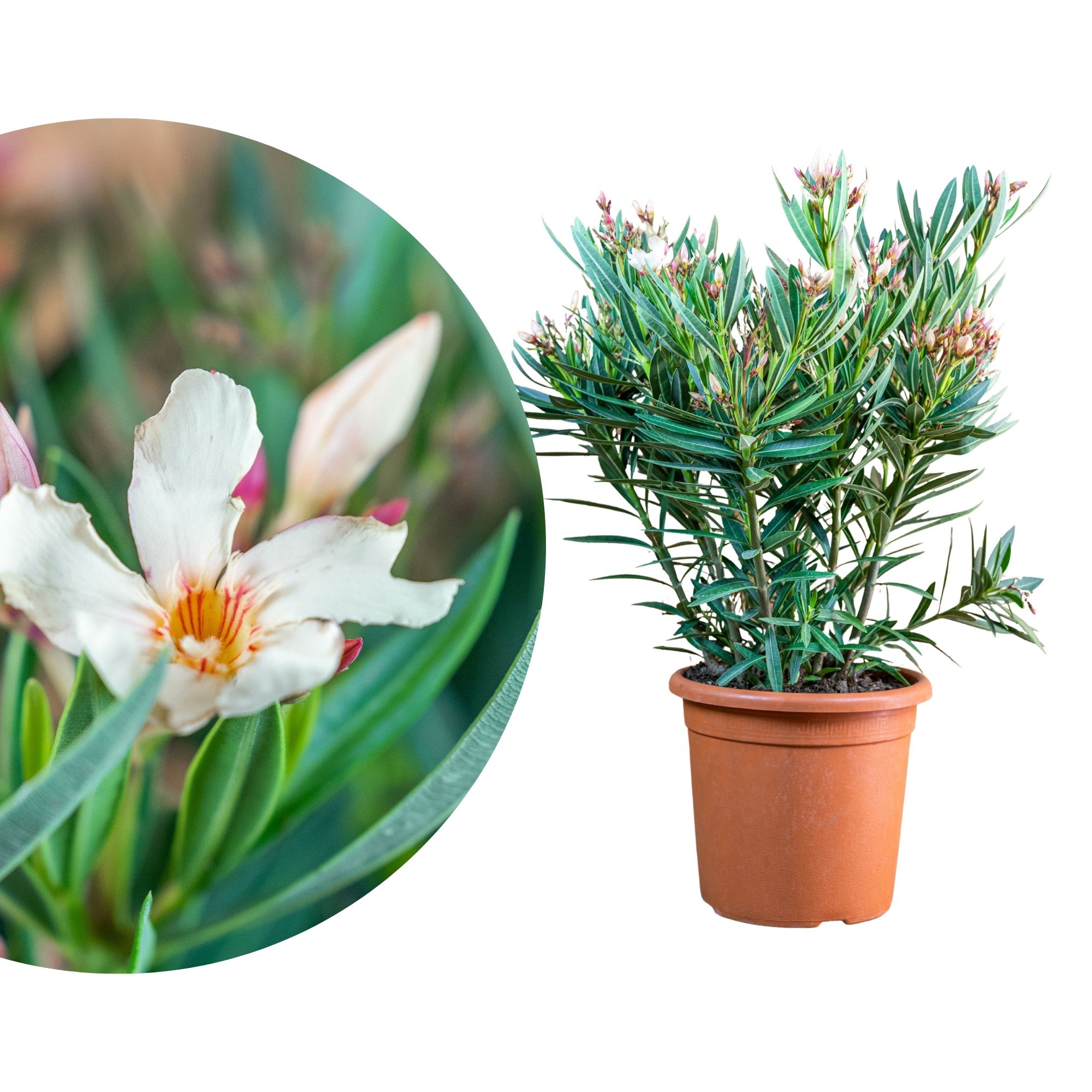 Elfenbeinweißer Oleander  'Angiolo Pucci'