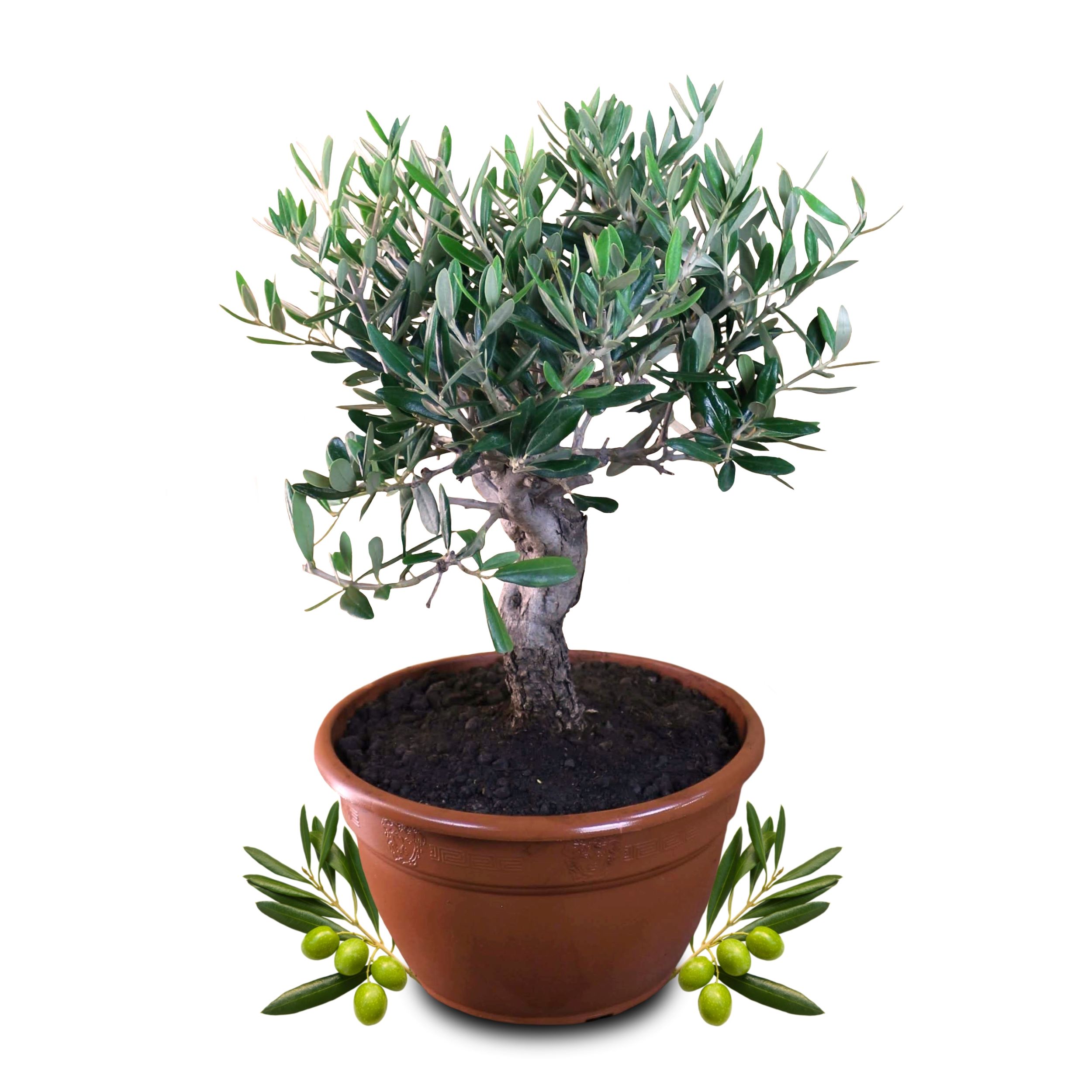 Olivenbaum Bonsai [Mezzo] - Olea europaea - echte Olive
